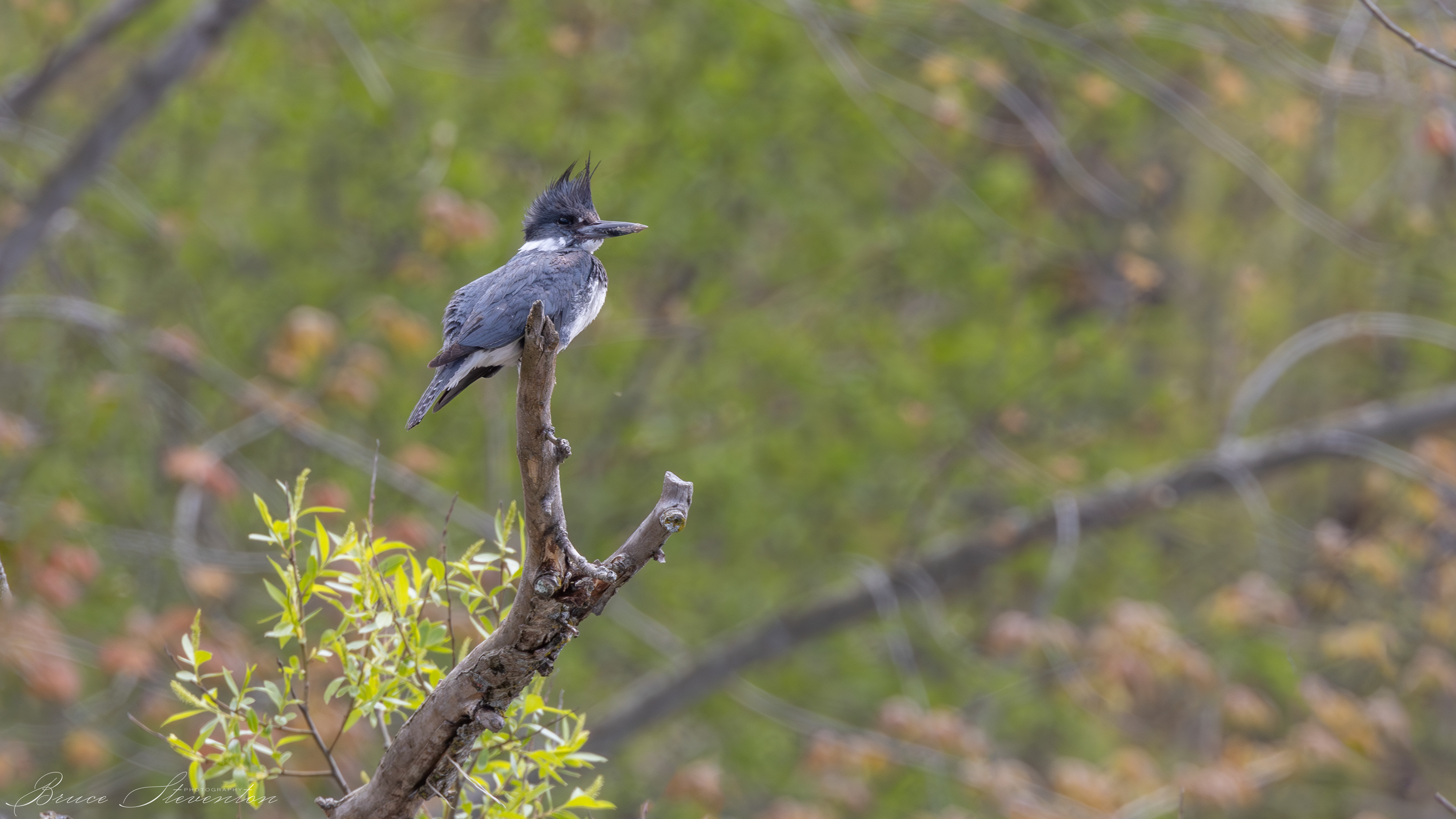 Belted Kingfisher