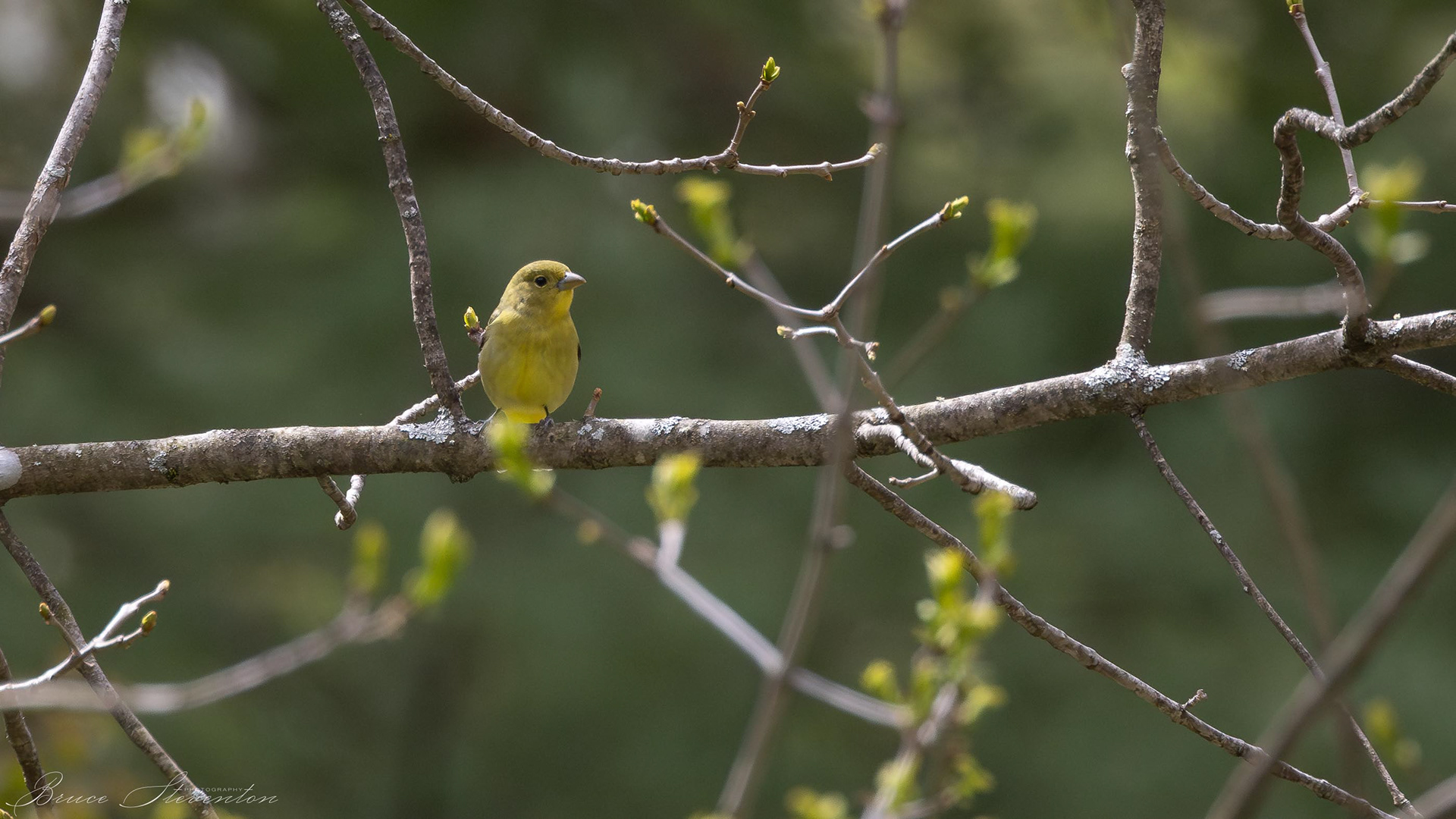 Scarlet Tanager (F)