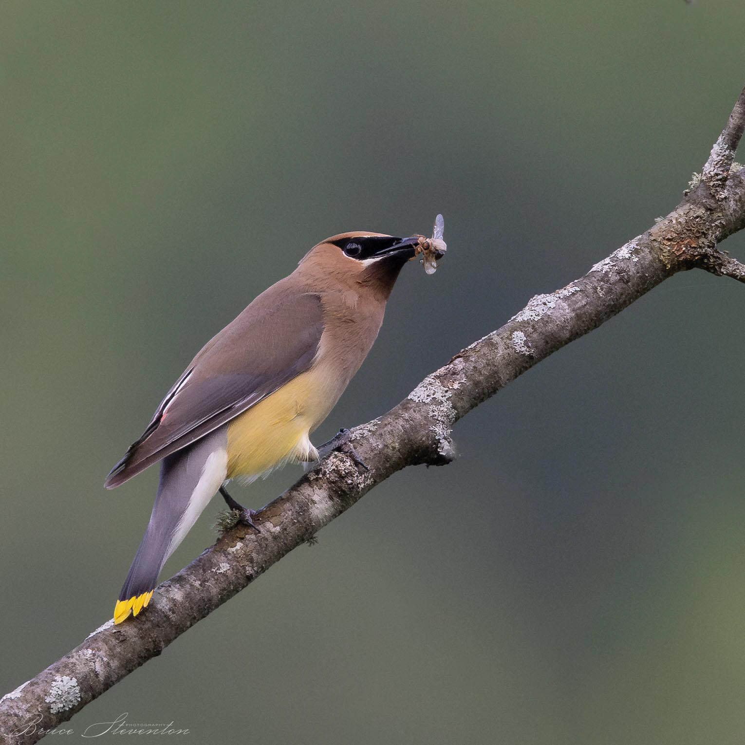 Cedar Waxwing with prey