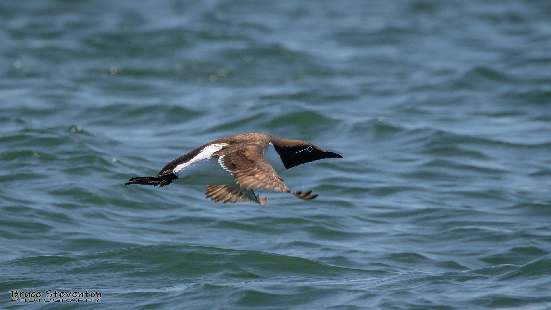 Common Murre