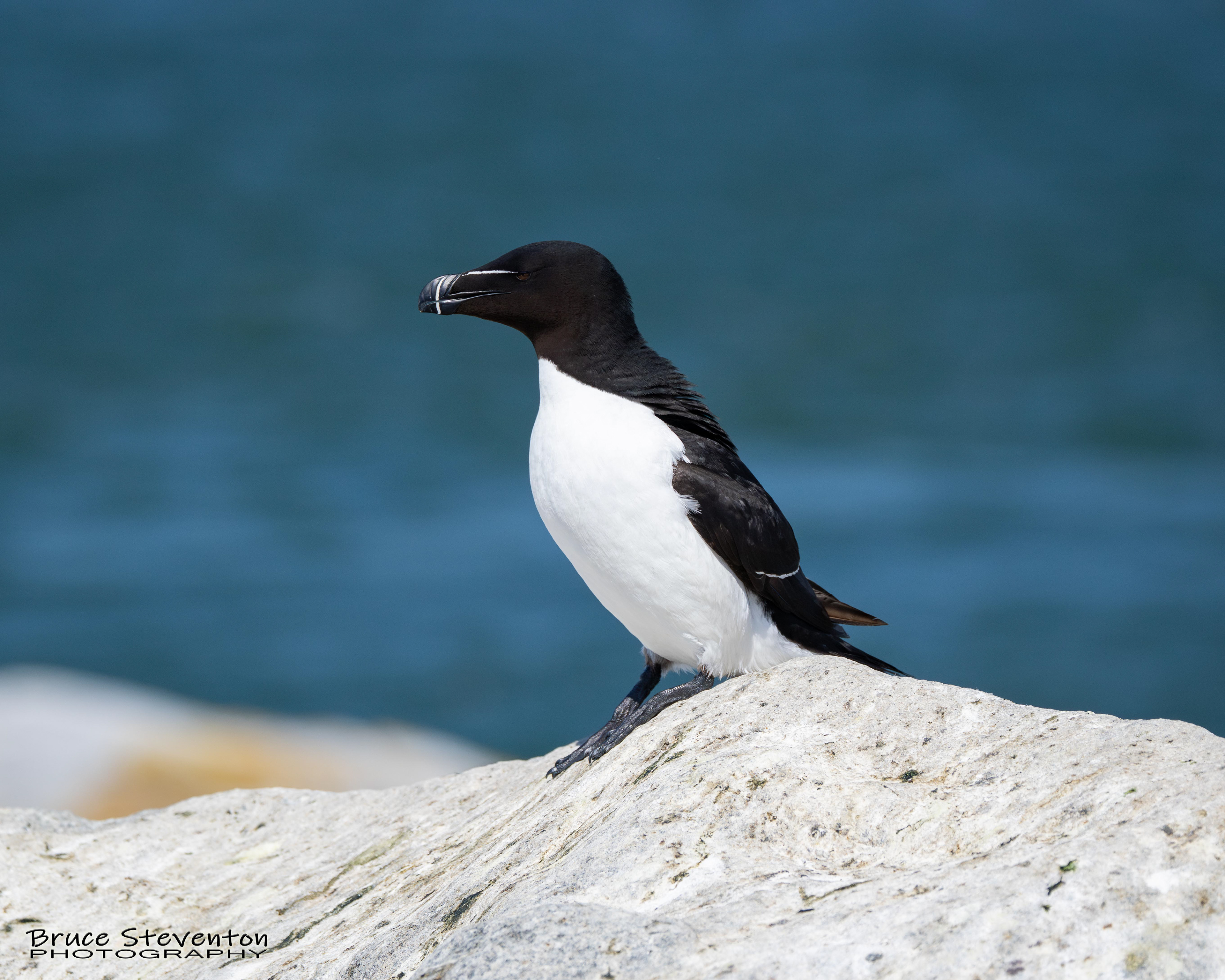 Razorbill