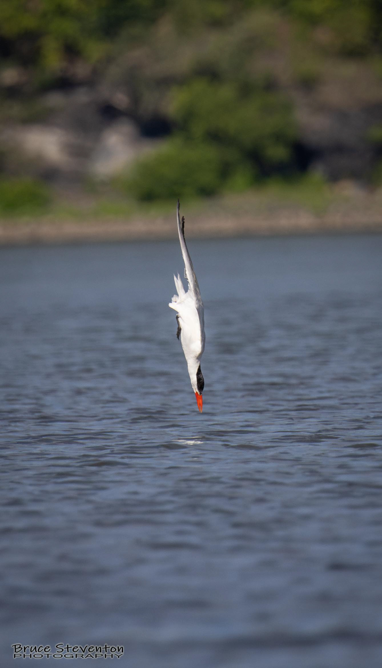 Common Tern