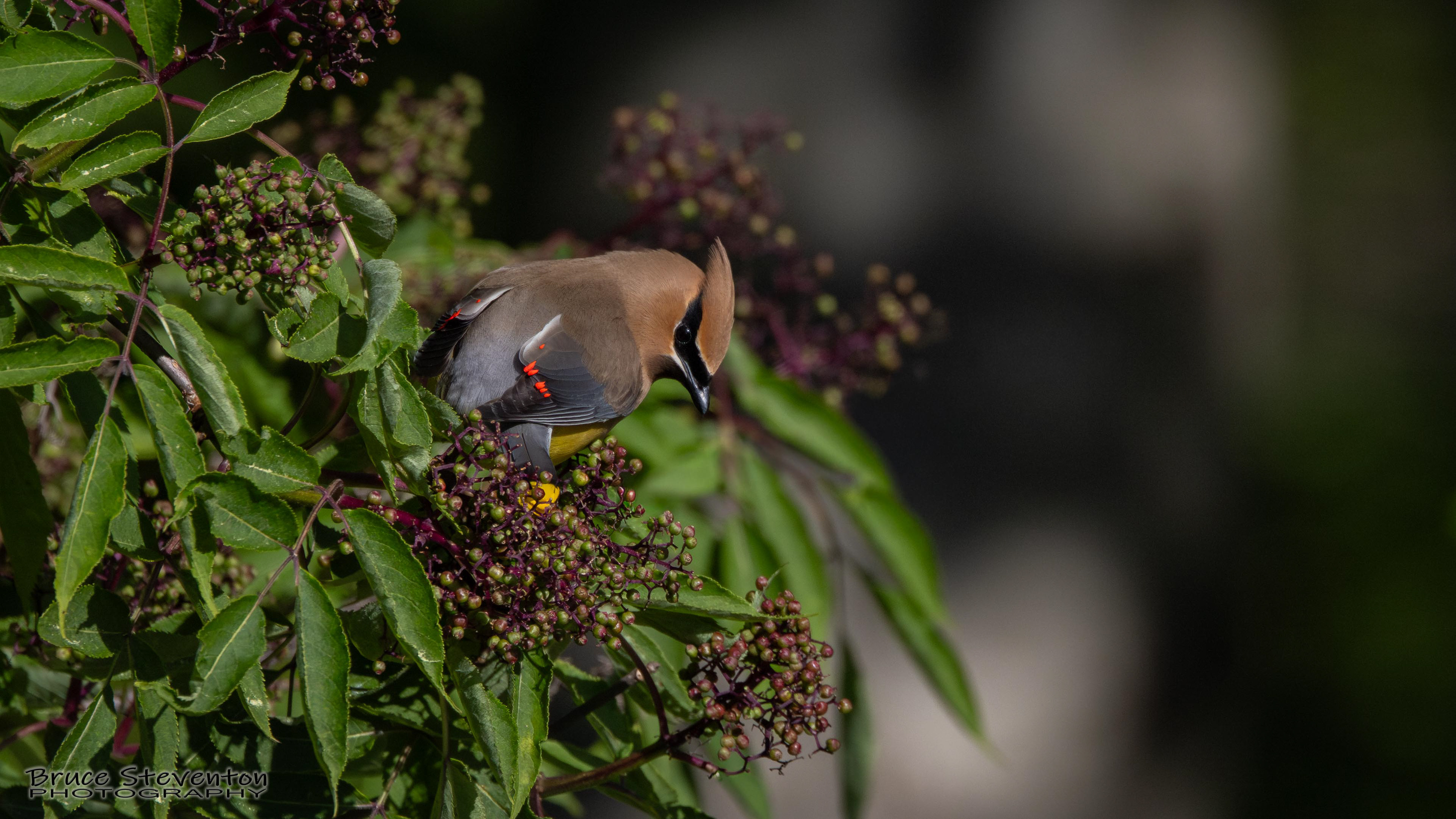 Cedar Waxwing