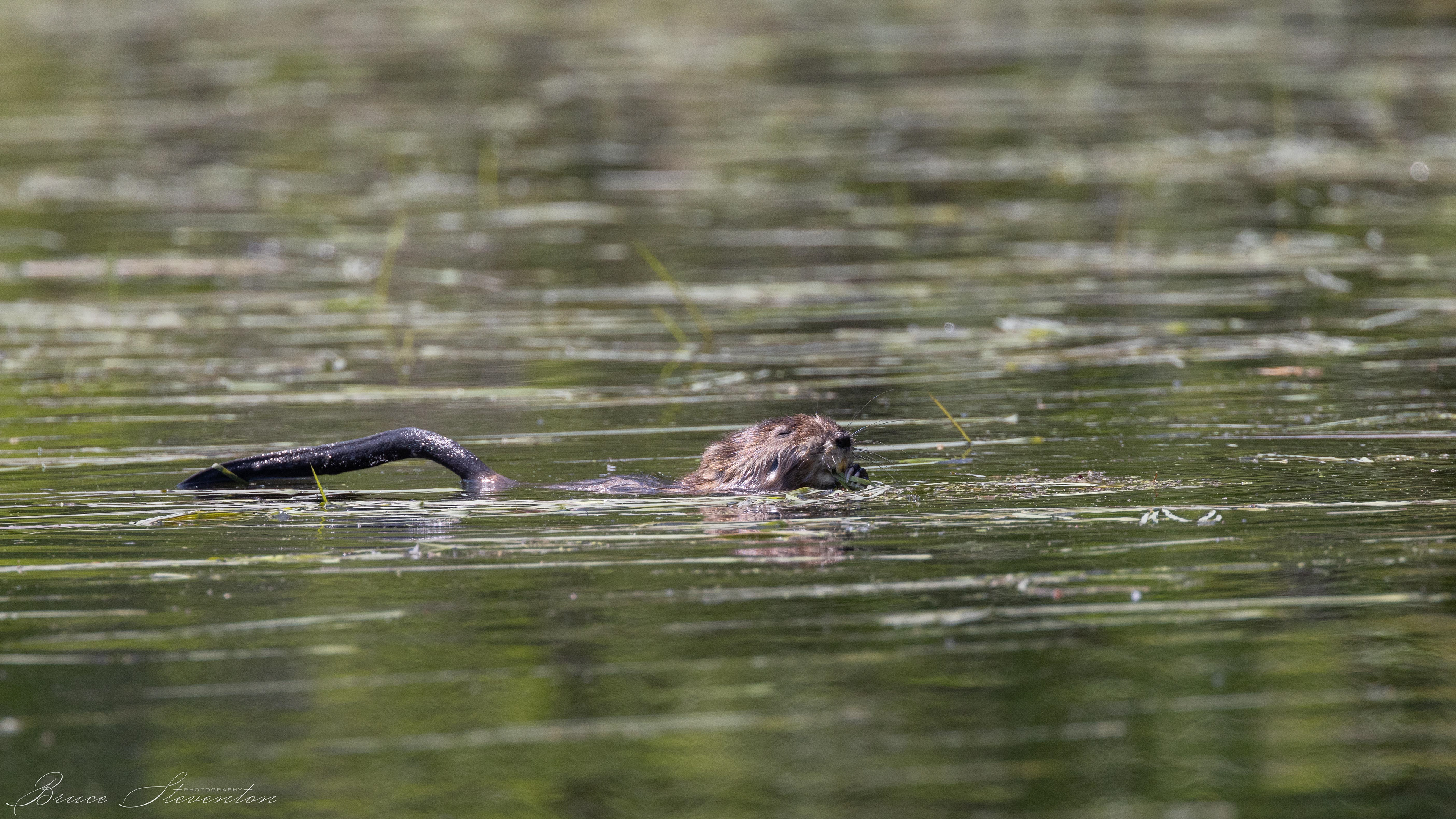 Muskrat