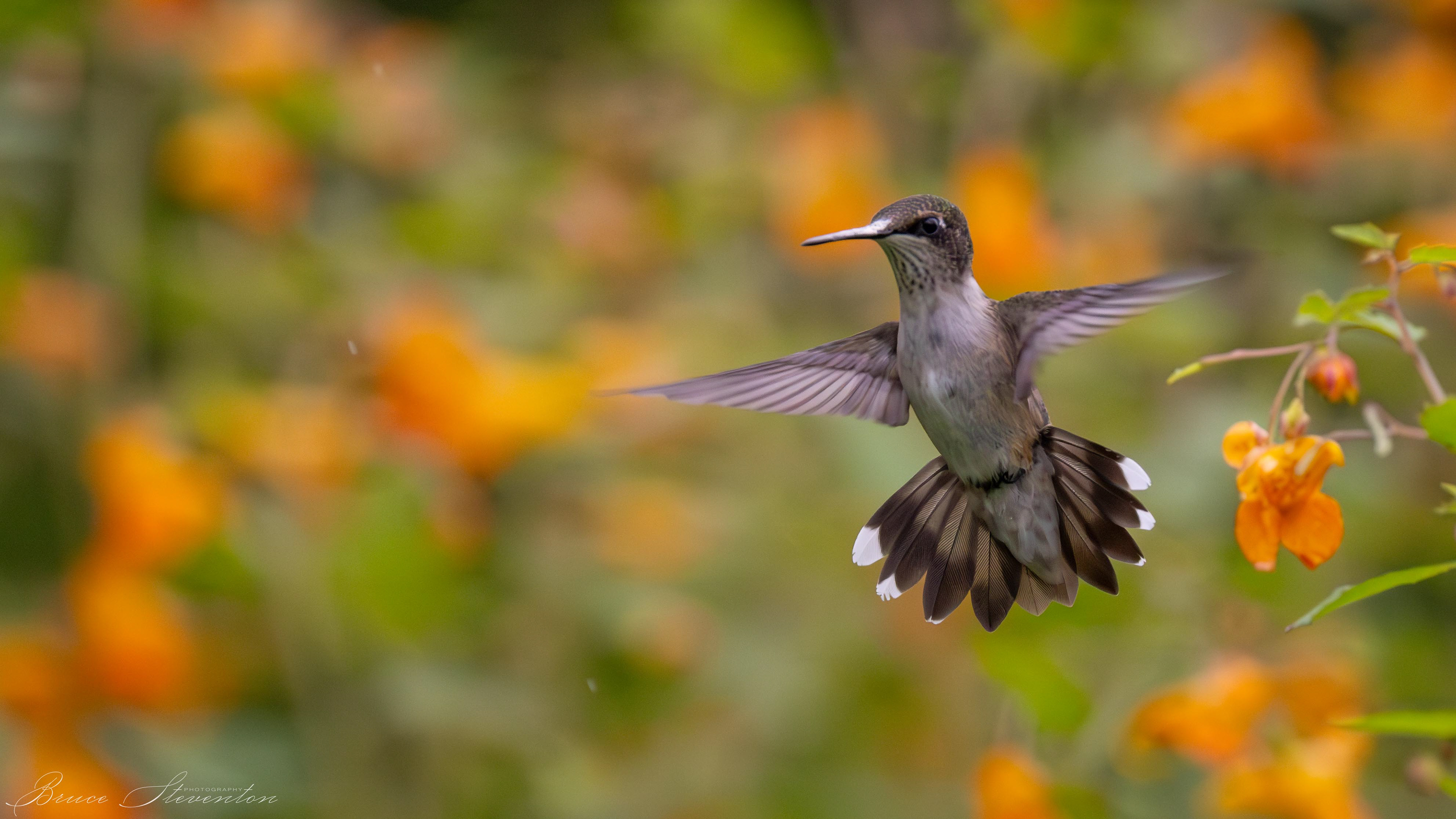 Ruby-throated Hummingbird on Jewel Weed