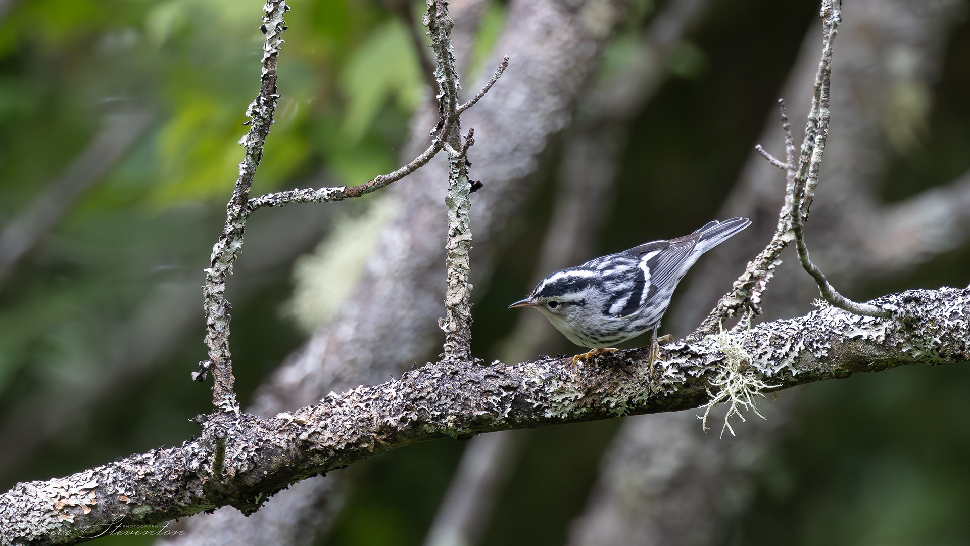 Black-and-White Warbler