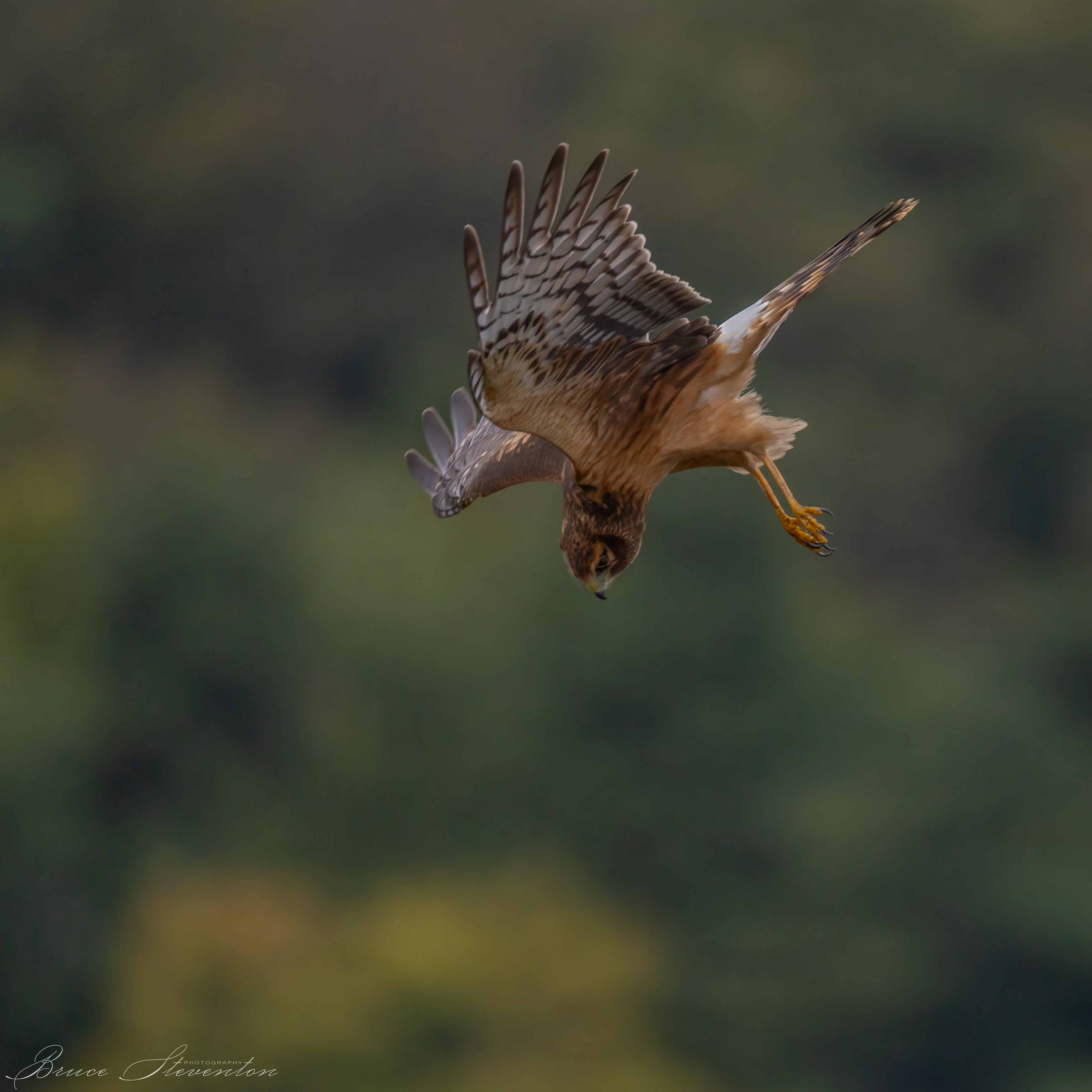 Northern Harrier