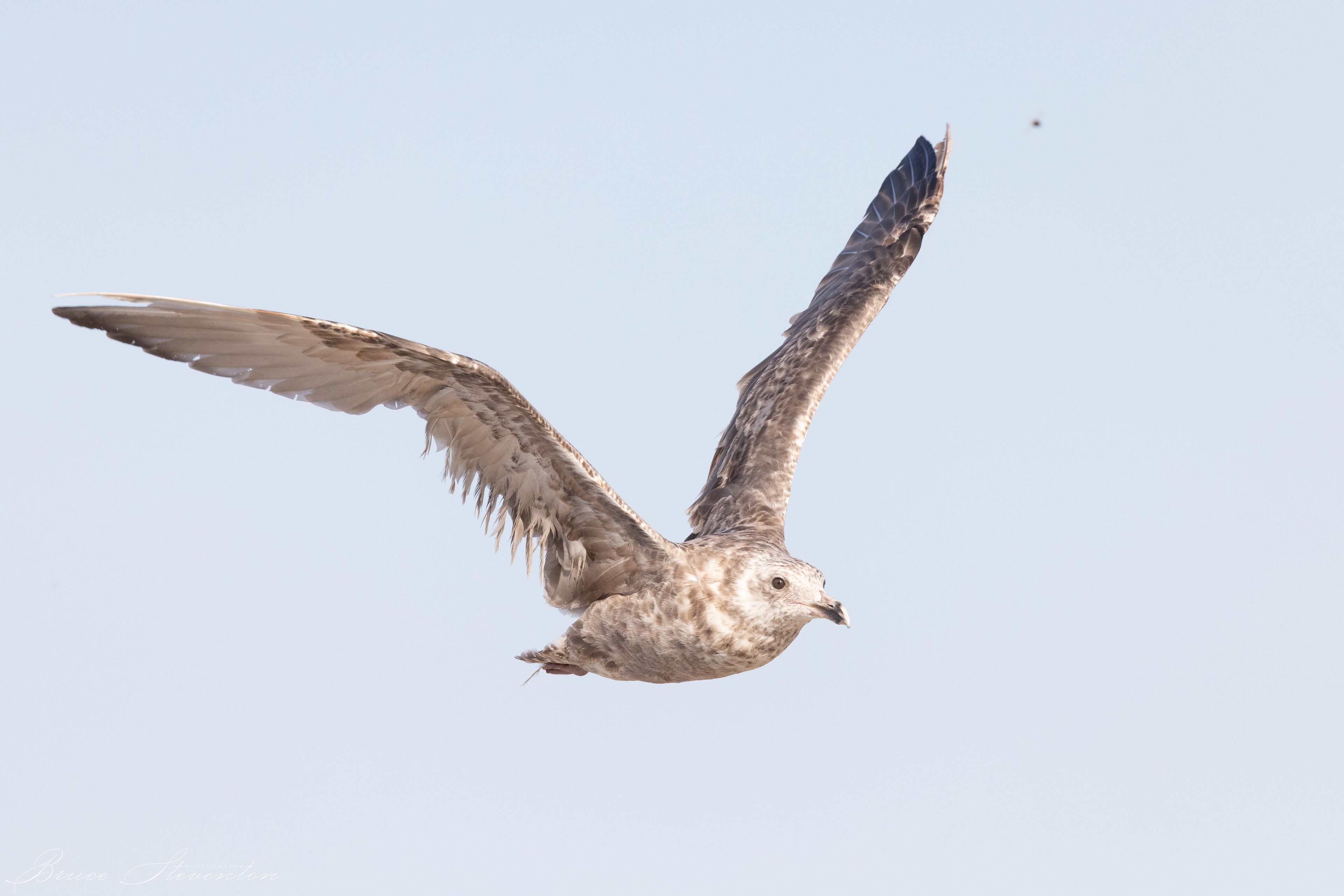 Herring Gull