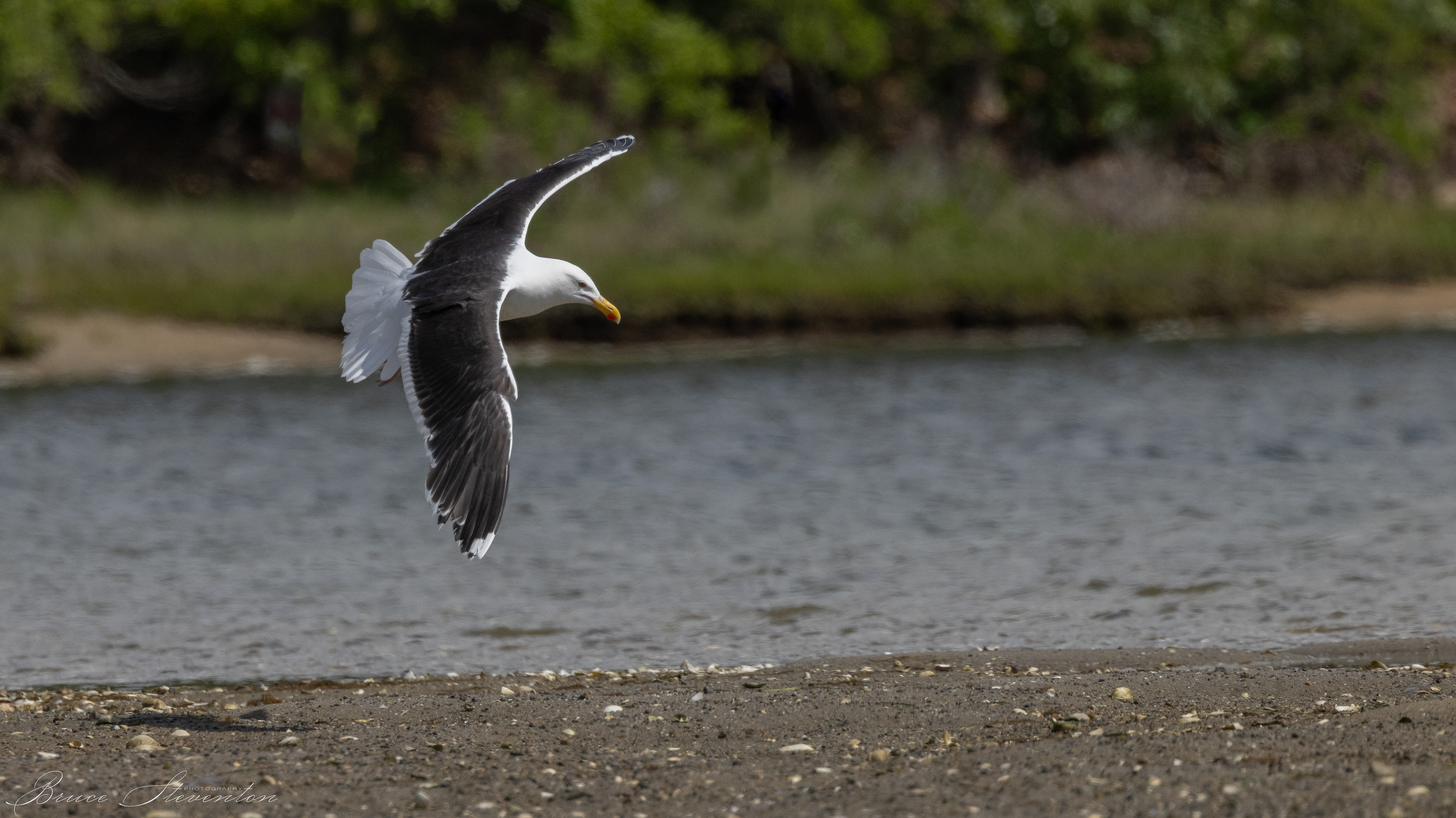Great Black-backed Gull
