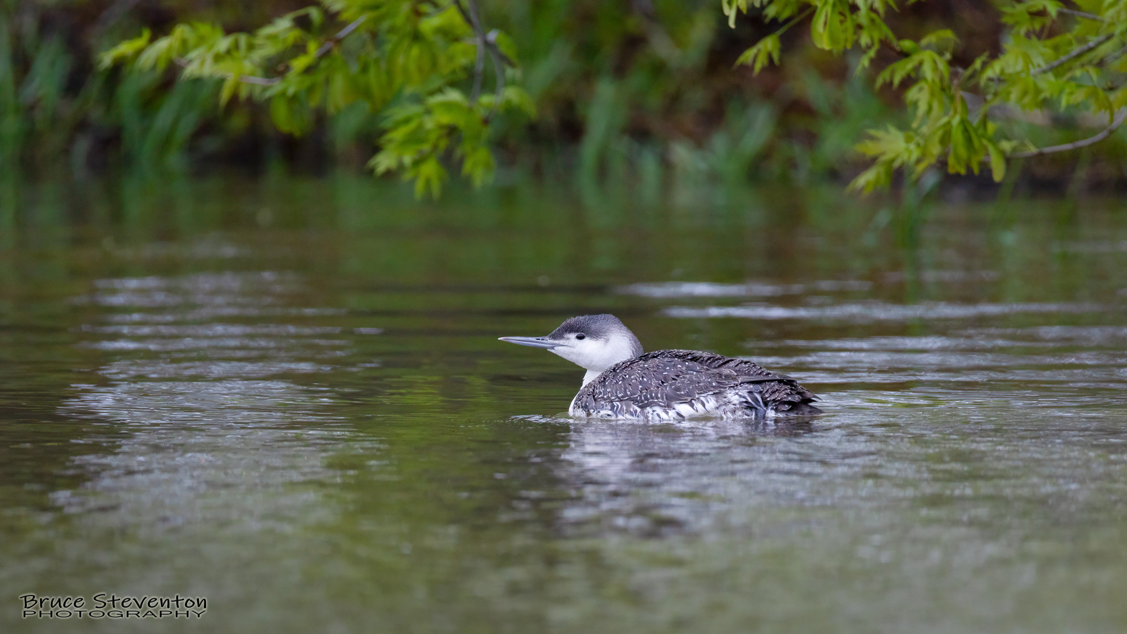 Red-throated Loon - Addison, VT