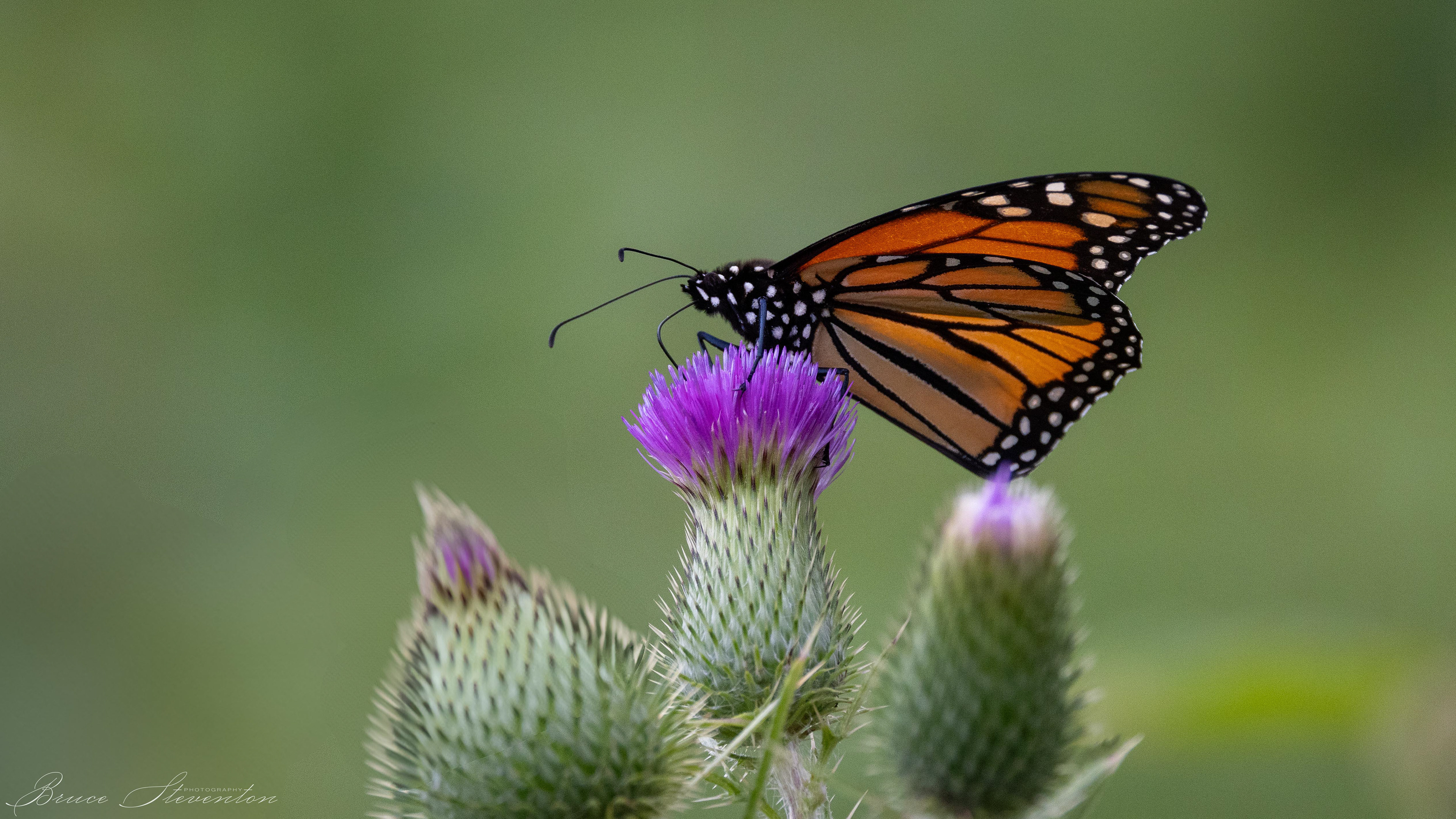 Monarch on Thistle