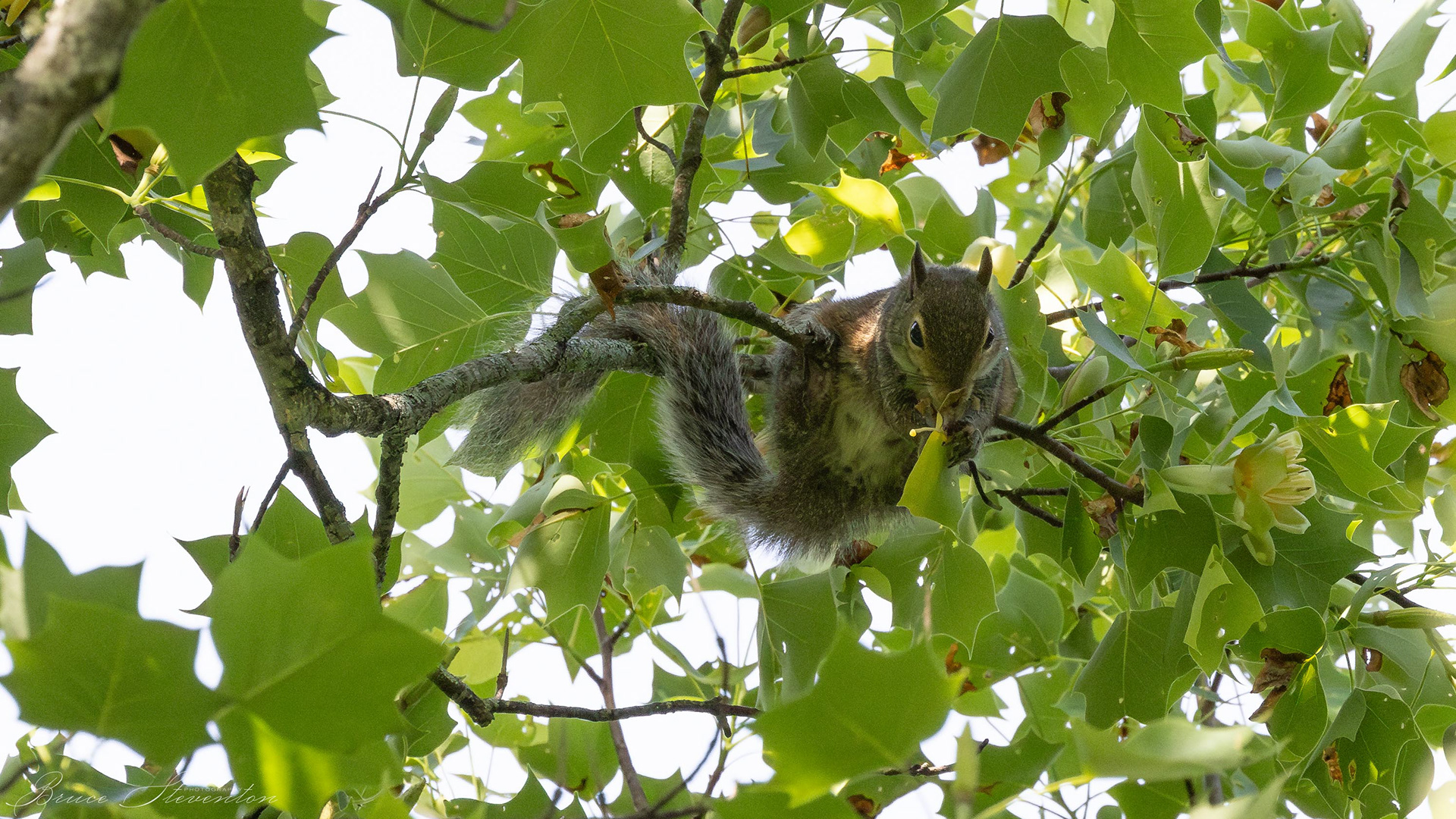 Gray Squirrel - Bartlett Mt