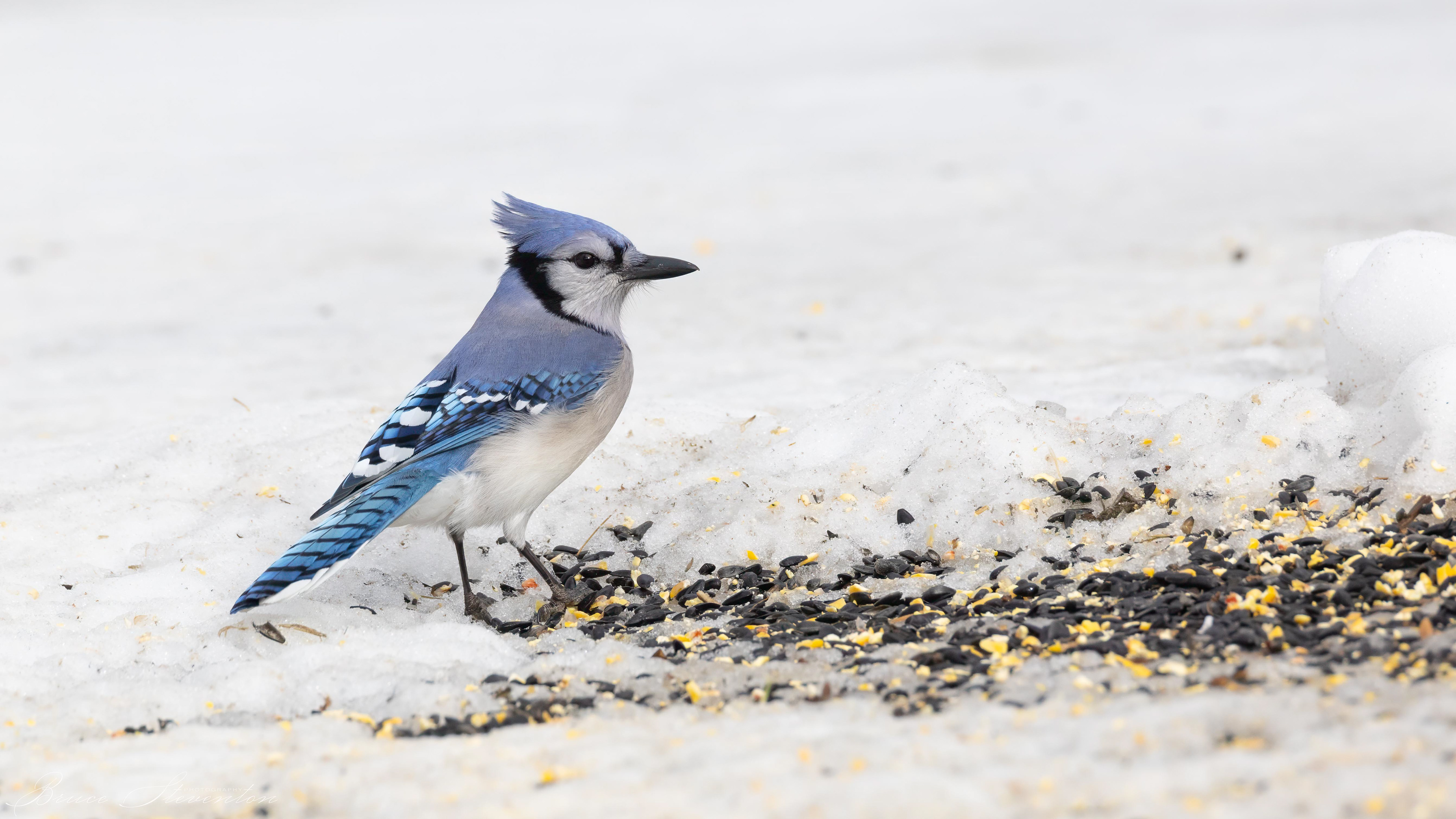 Blue Jay