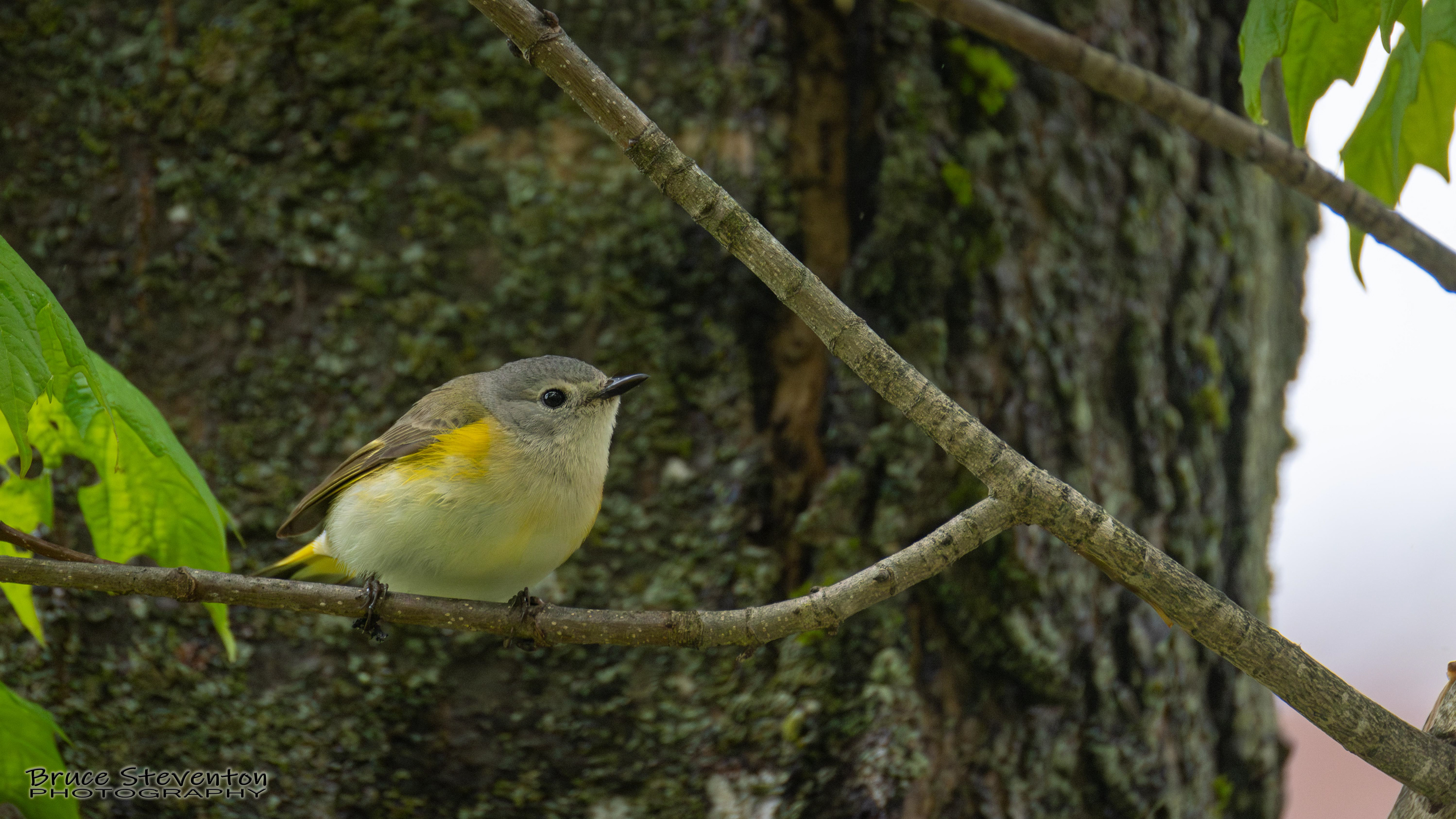 Redstart (F)