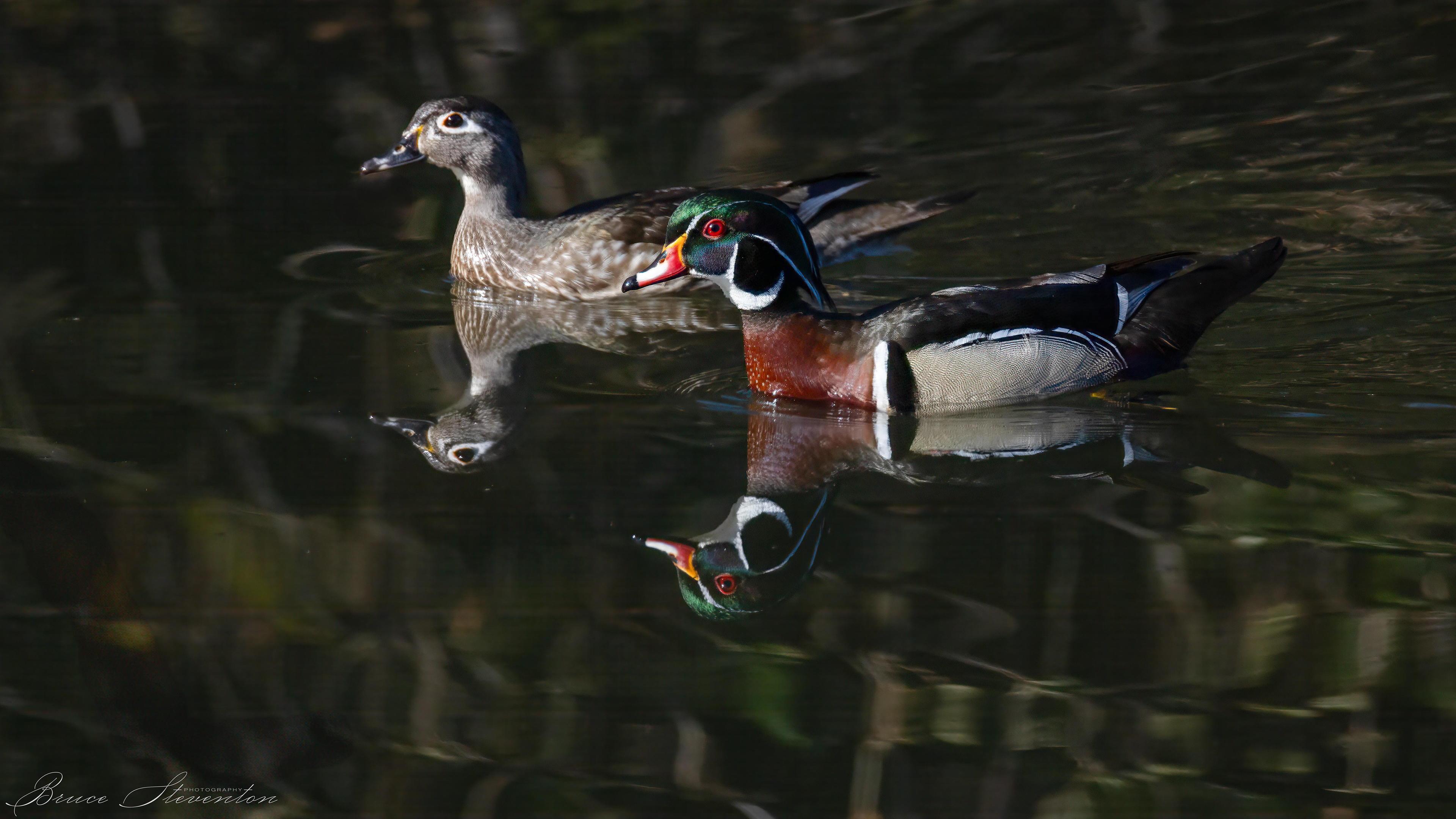Wood Duck
