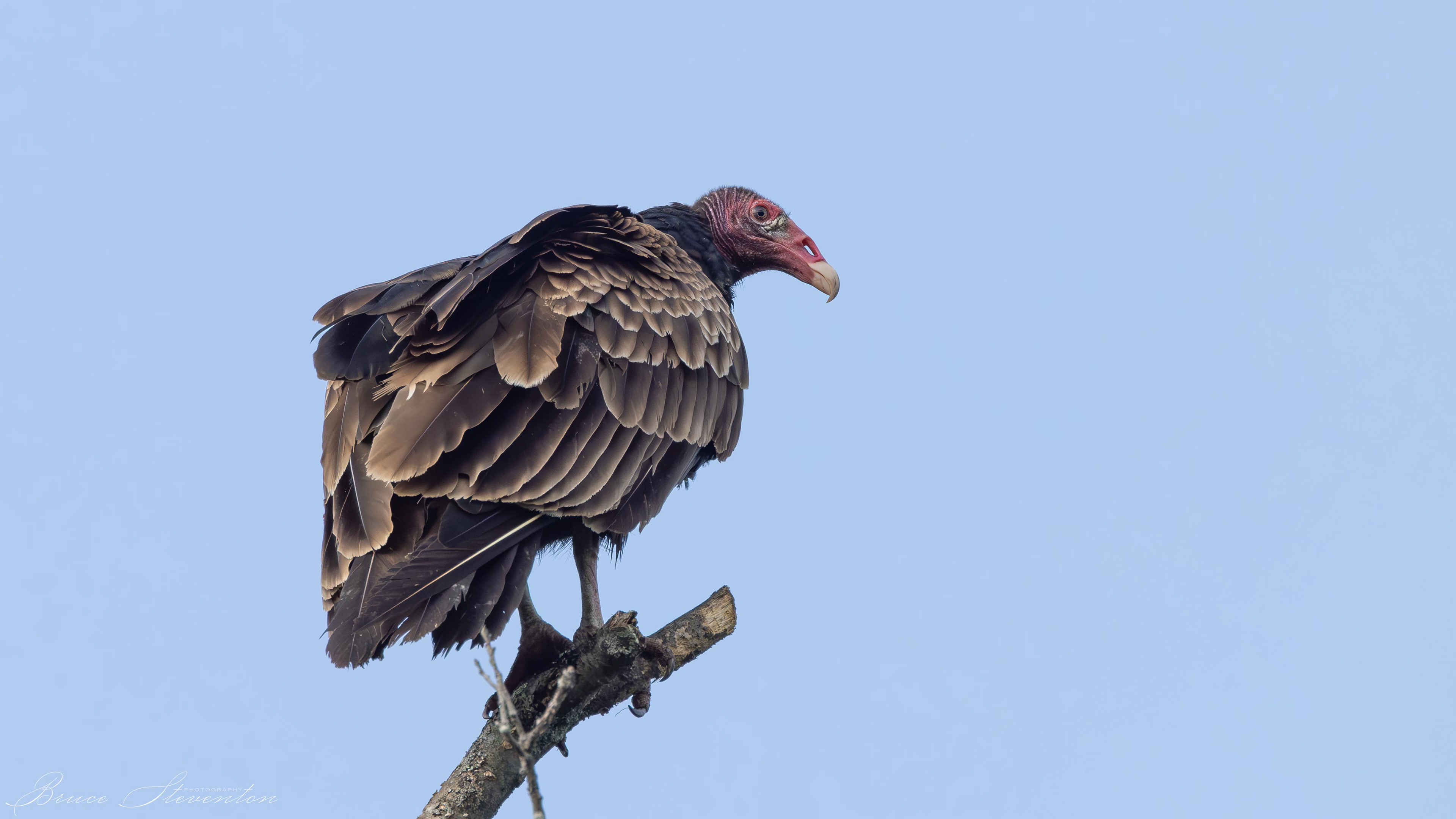 Turkey Vulture