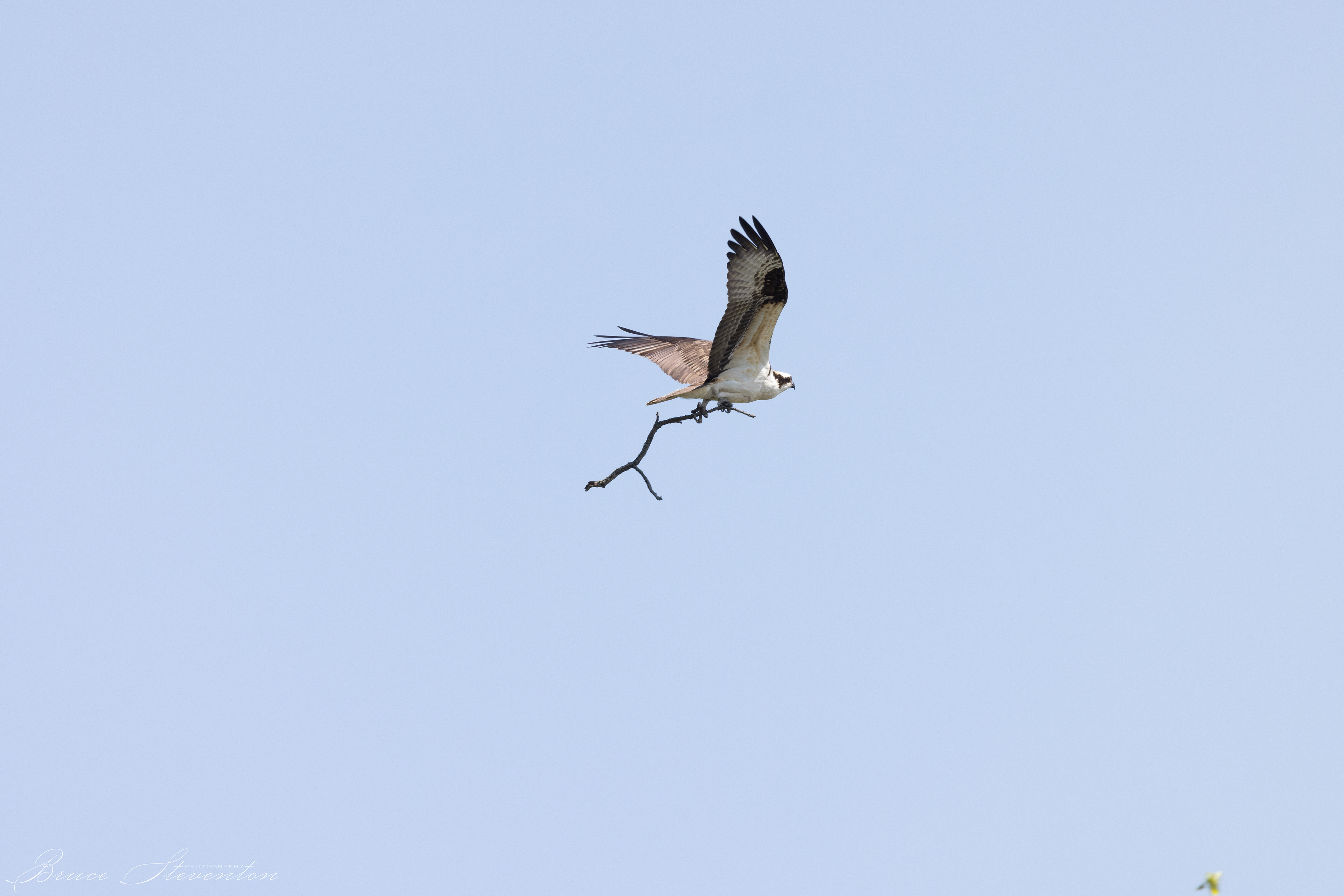 Osprey