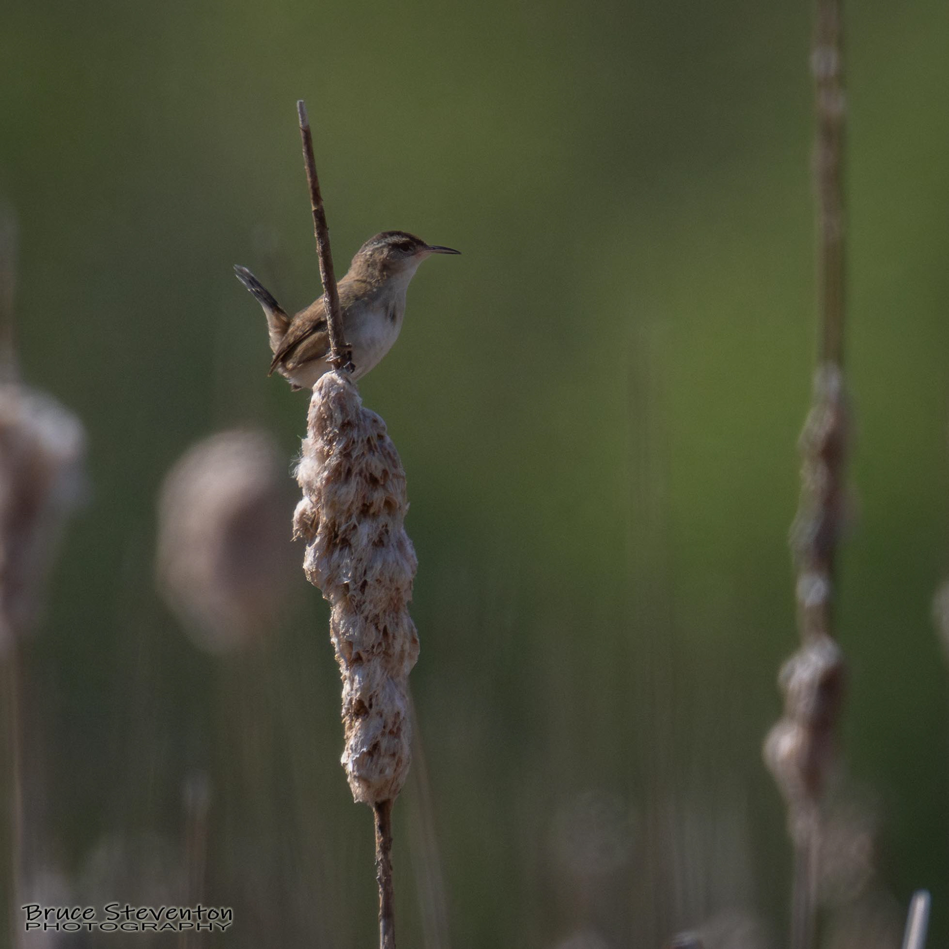 Marsh Wren