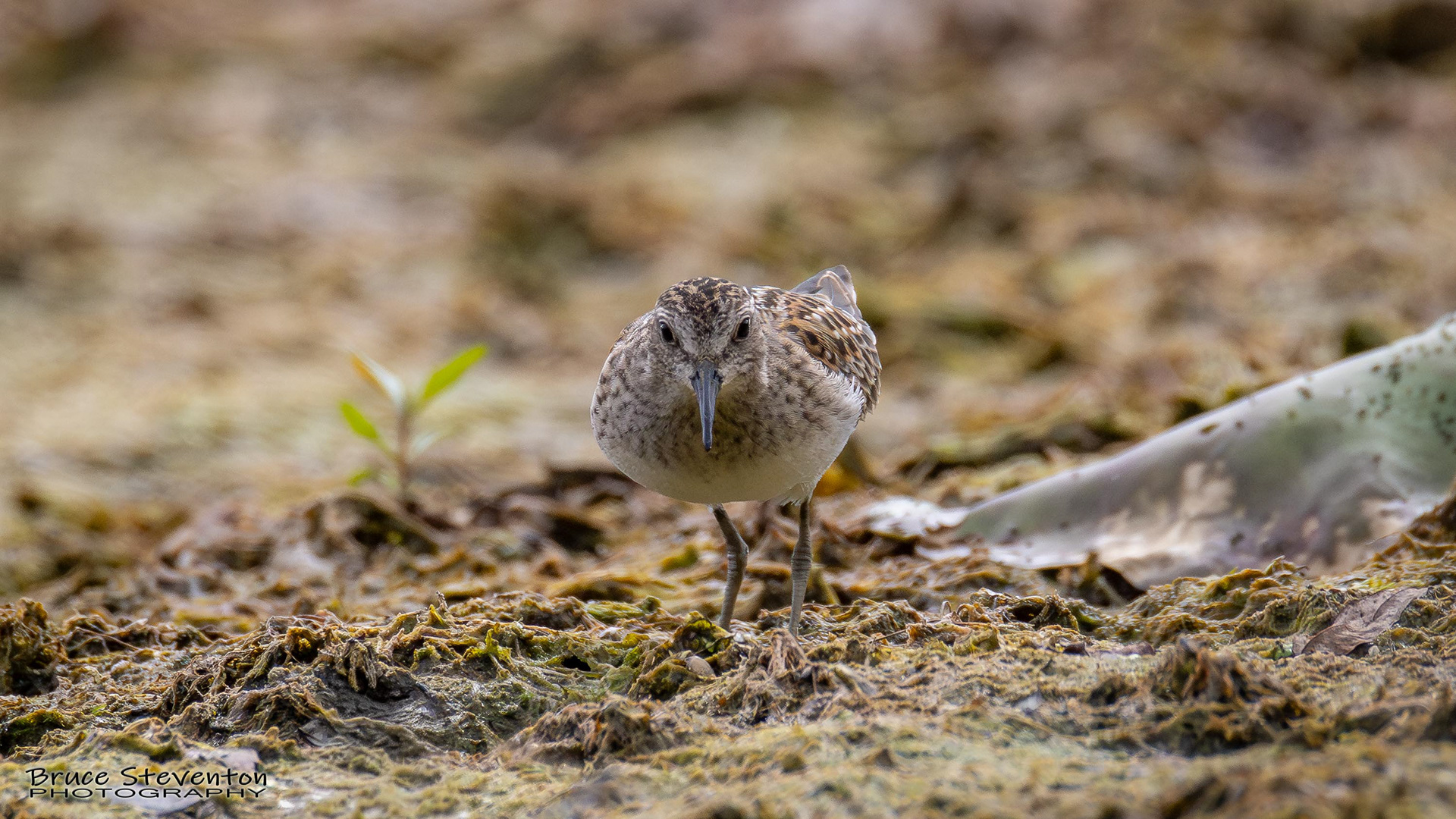 Pectoral Sandpiper or maybe Least Sandpiper?