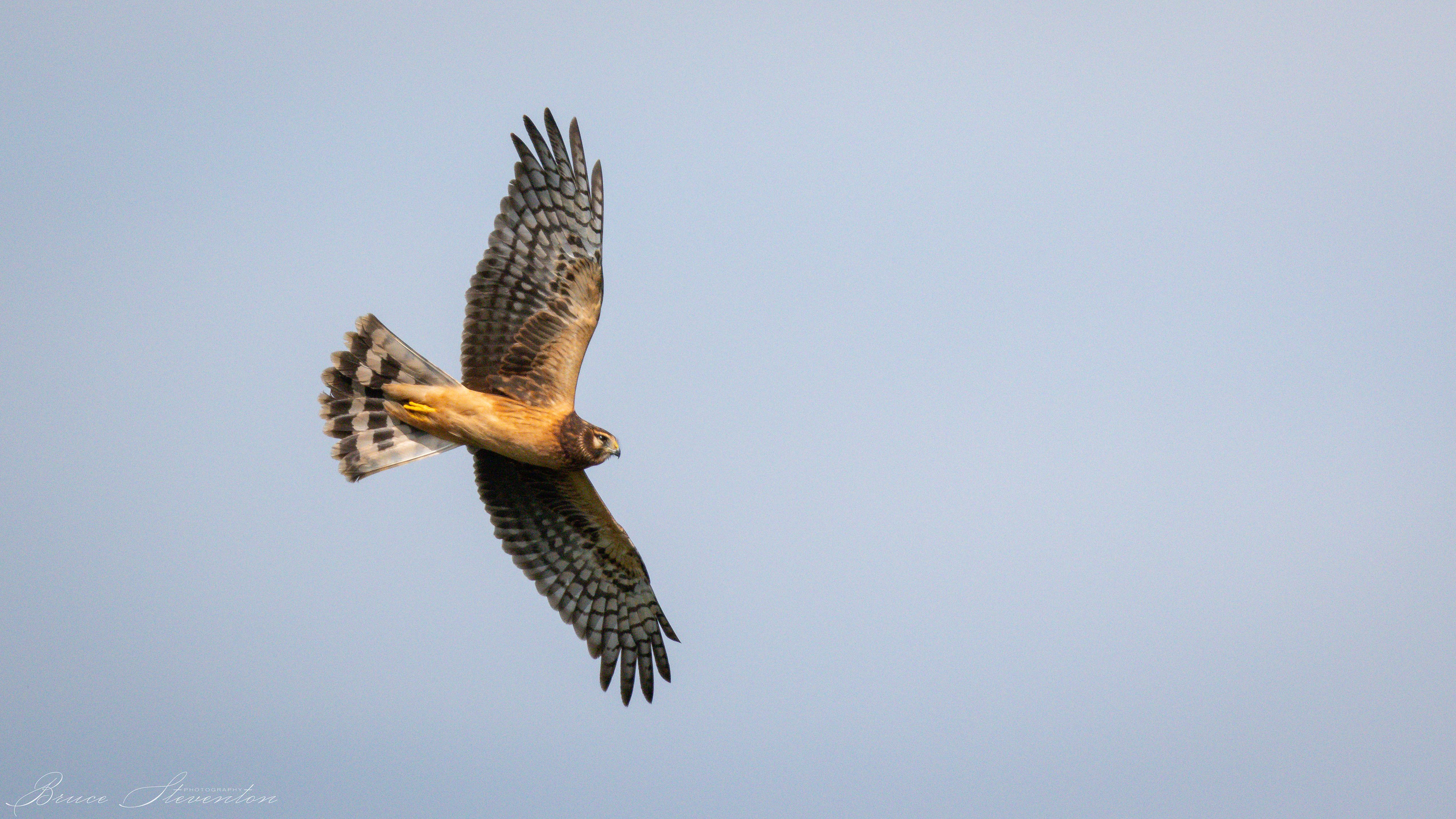 Northern Harrier (F)