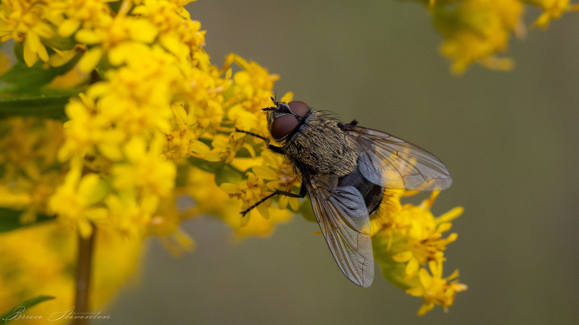 Fly on Goldenrod