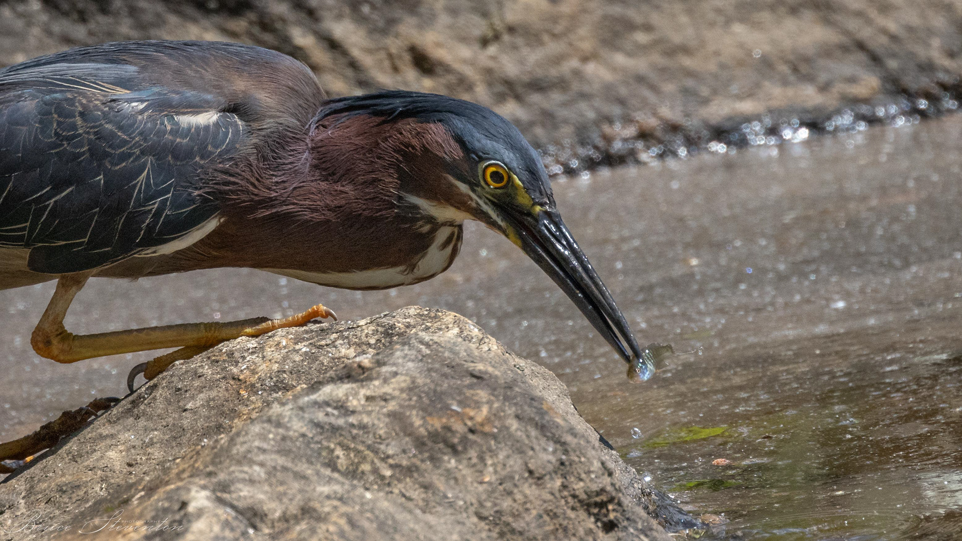 Green Heron - Lake Tomahawk