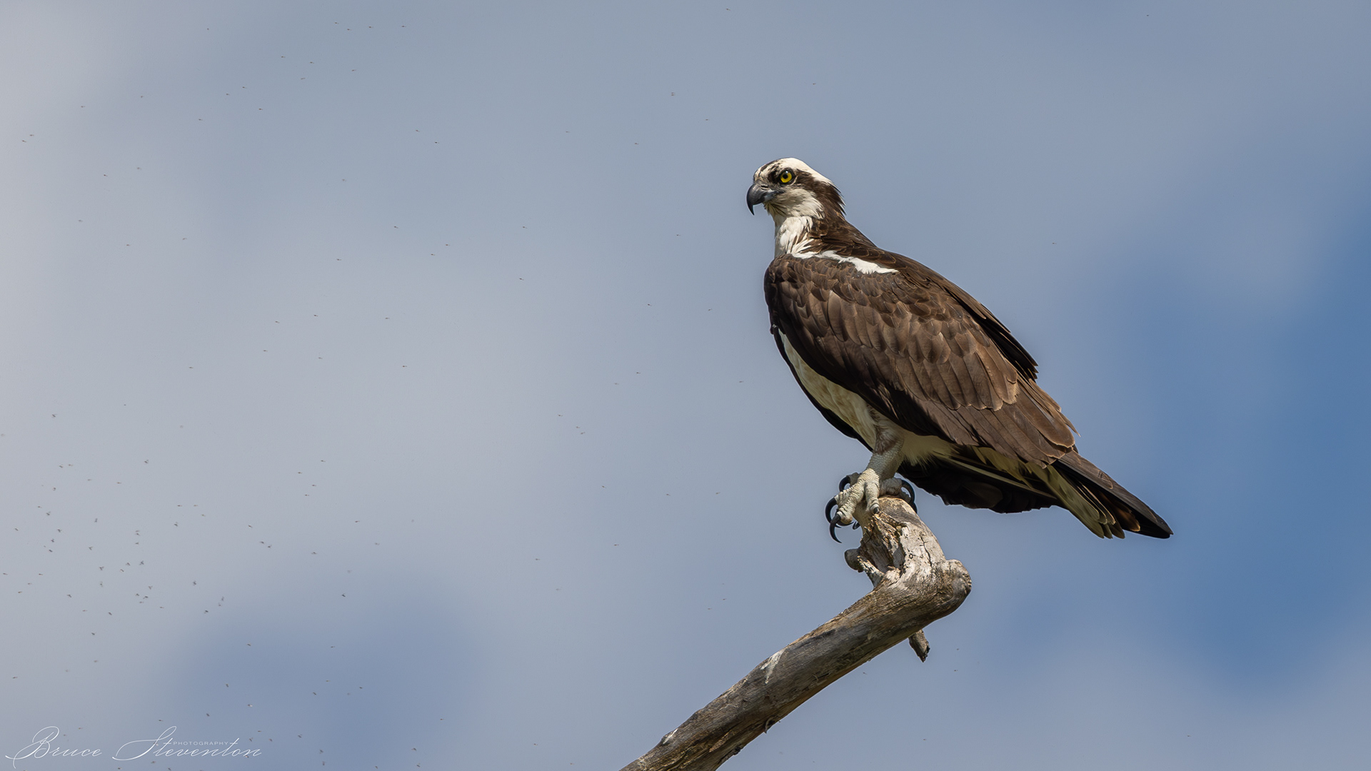 Osprey