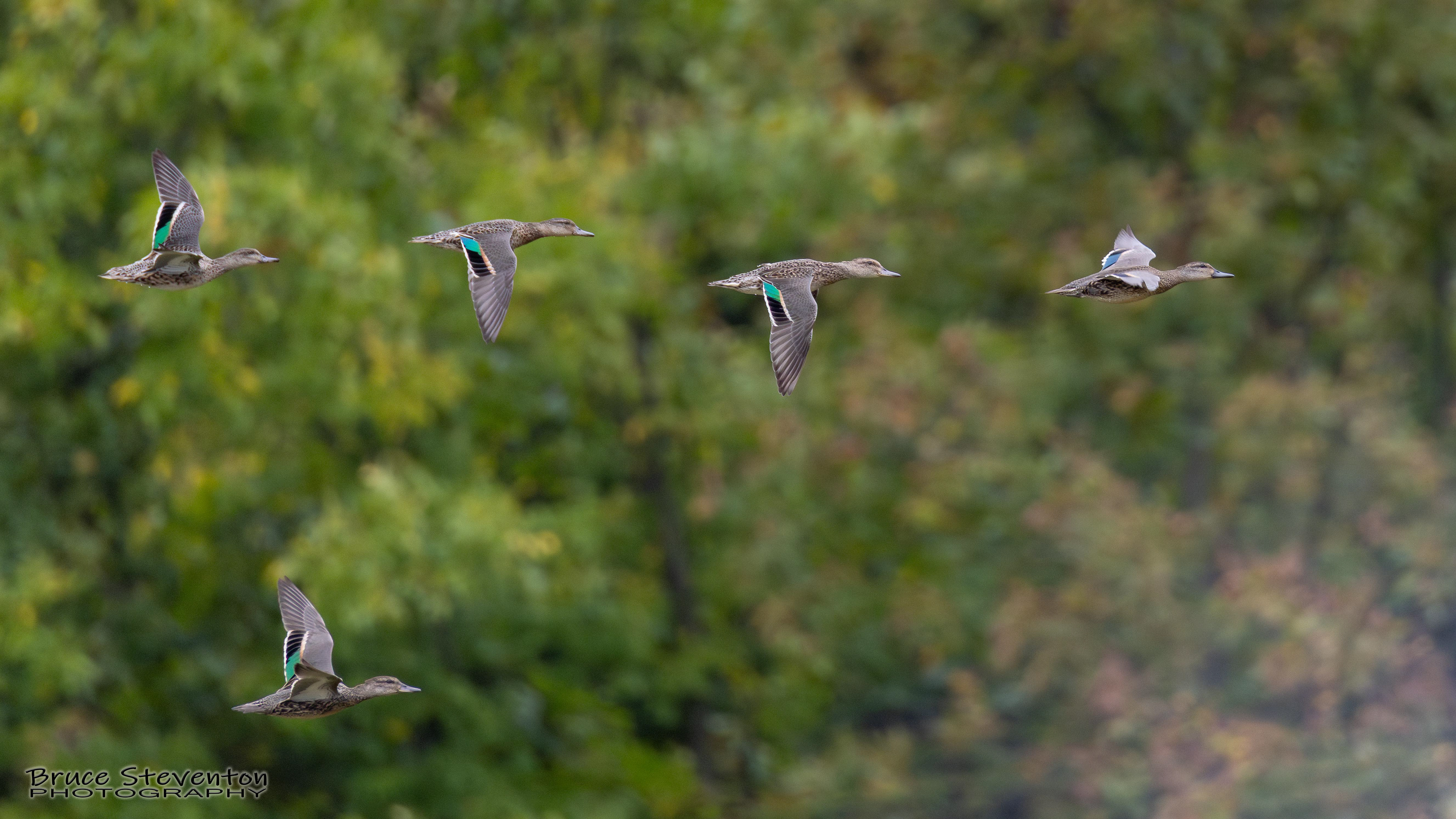 Green-winged Teal - Shoreham, VT