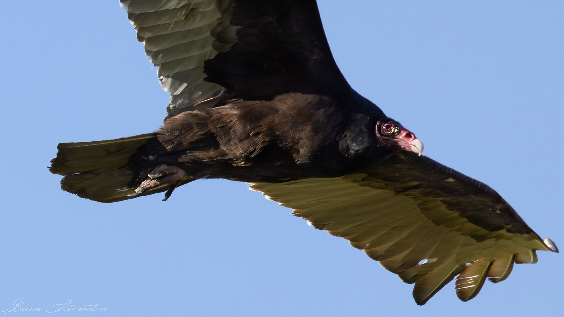 Turkey Vulture