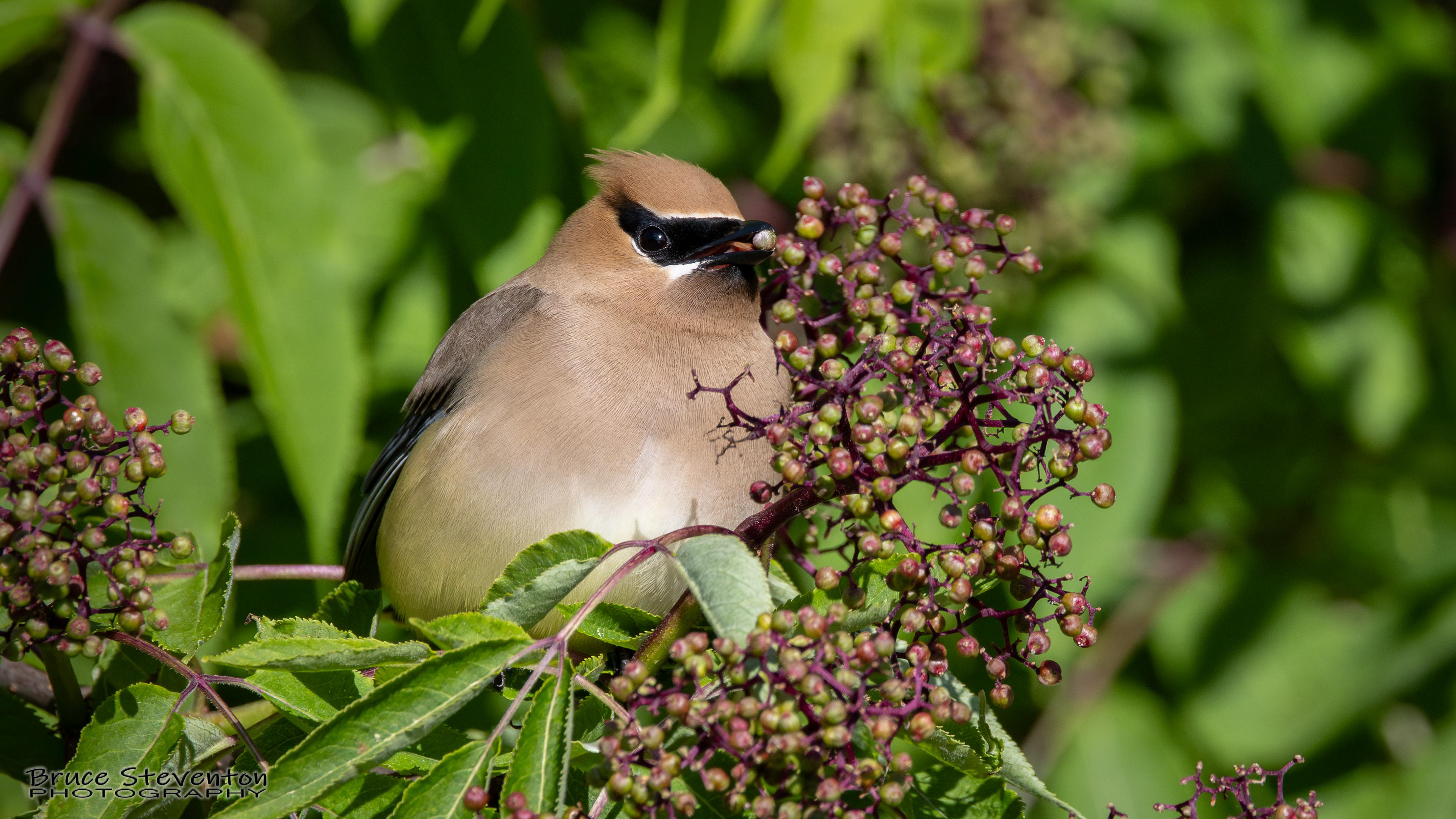Cedar Waxwing