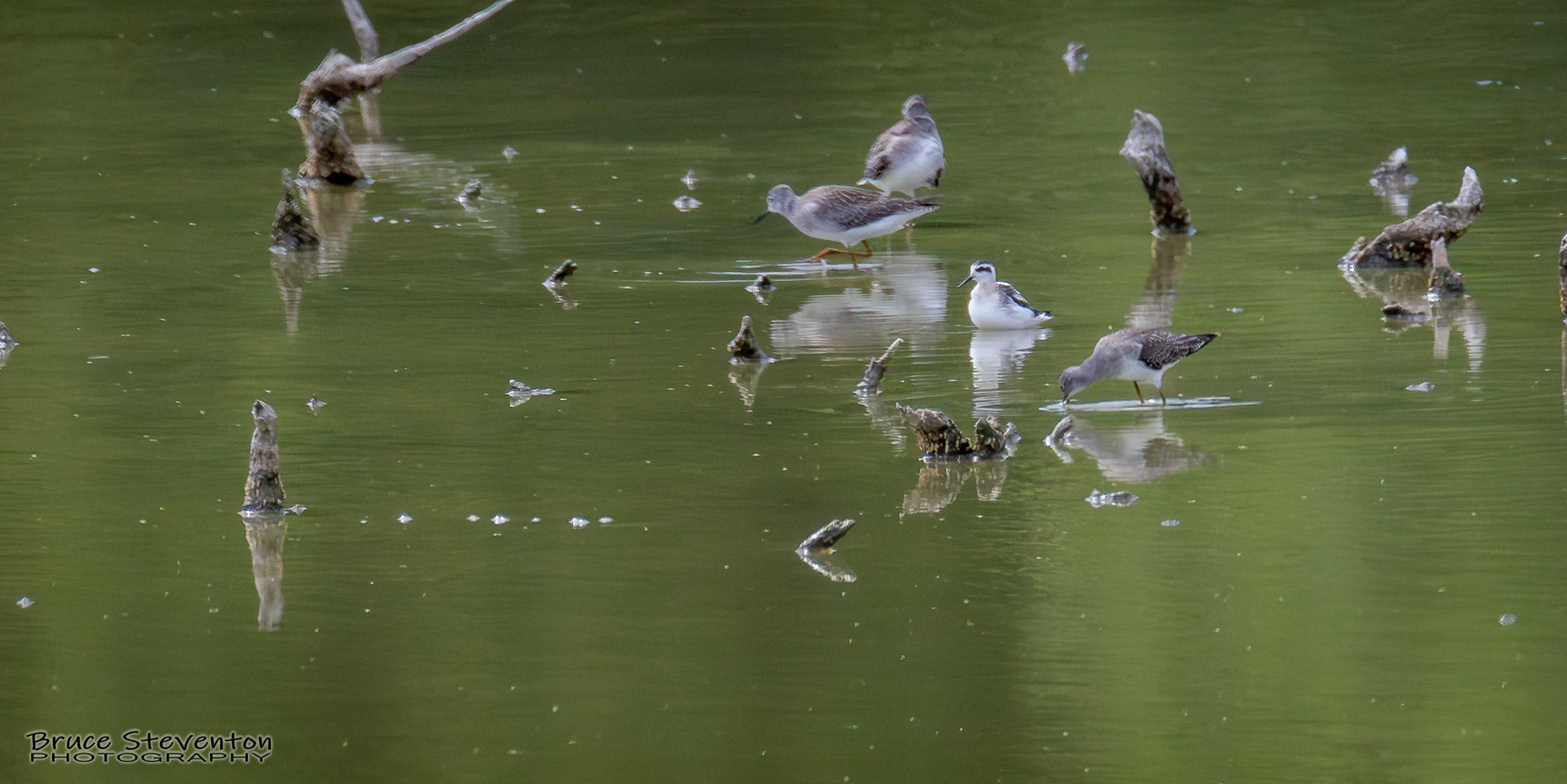 Red-necked Phalarope