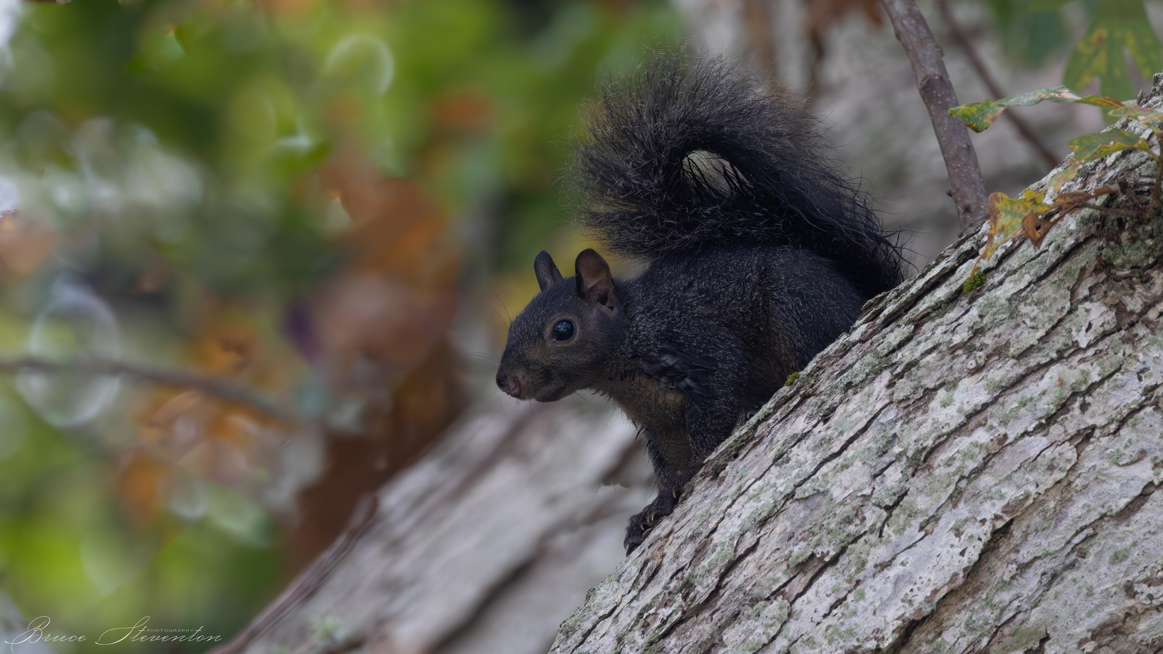 Black Squirrel