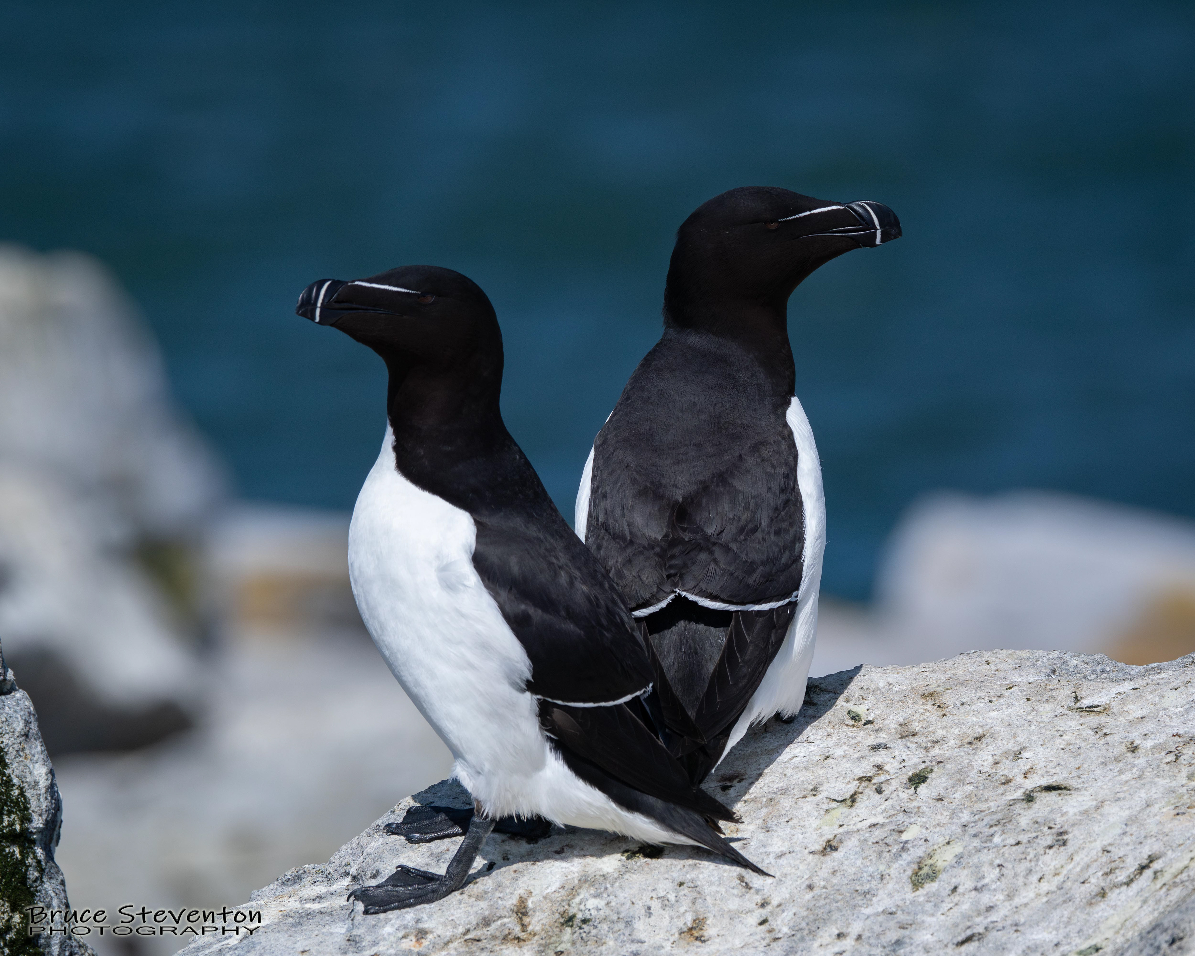Razorbill