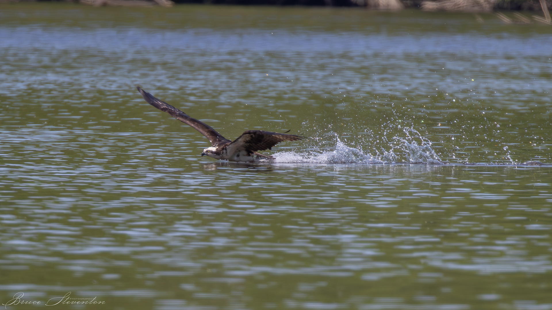 Osprey; lifting off after a dive that failed to connect with a fish
