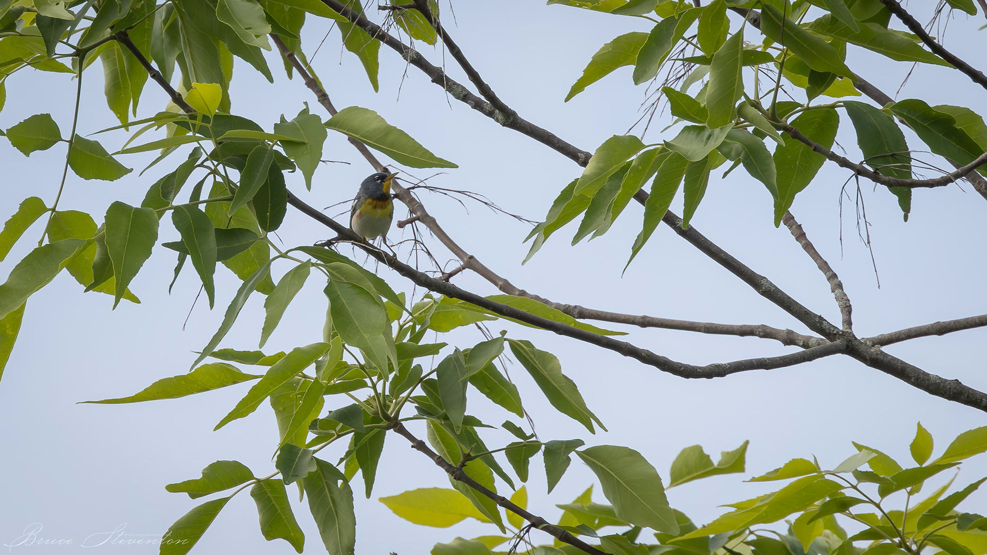 Northern Parula