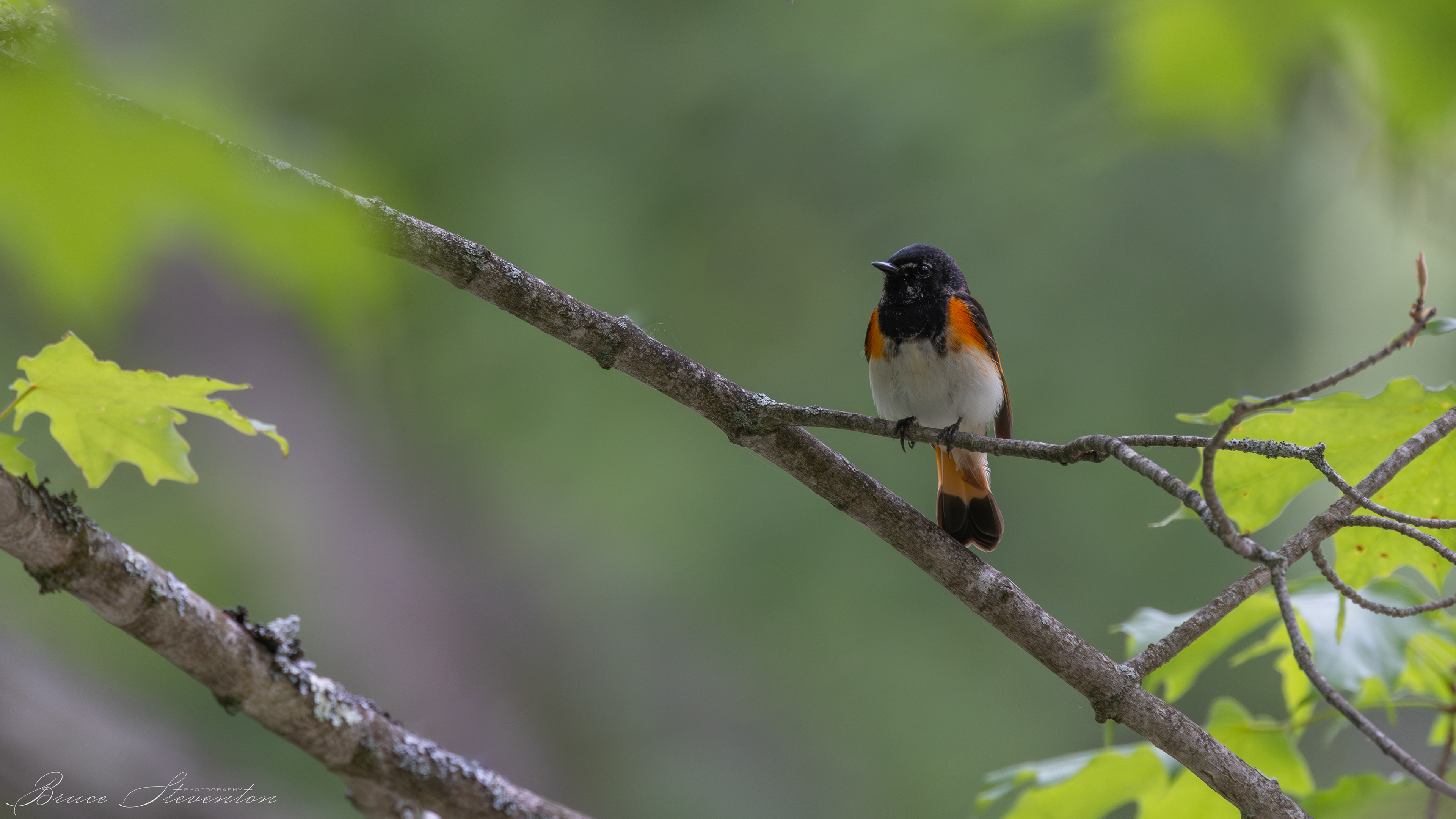 Redstart