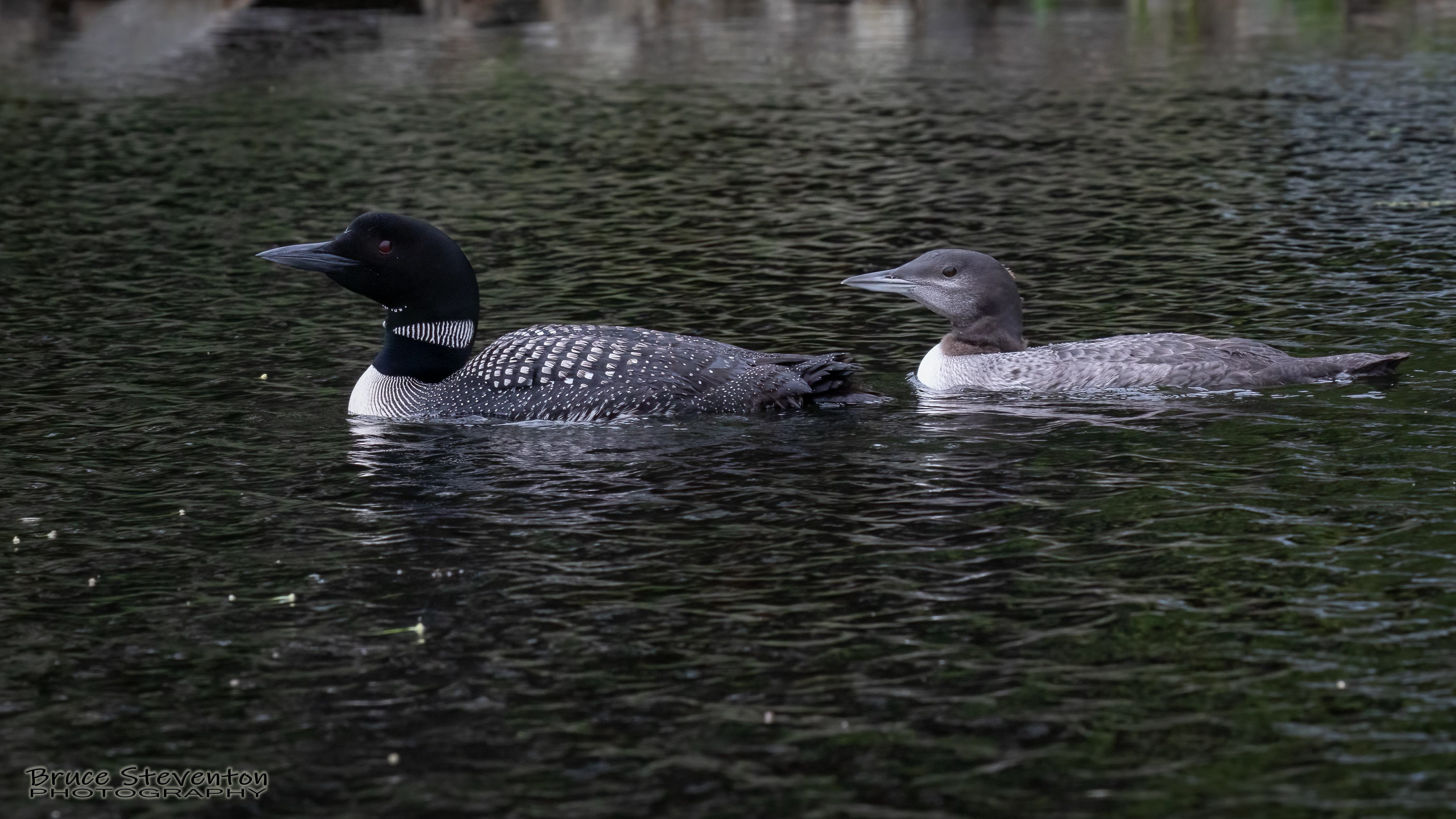 Common Loon - West Gardiner, ME