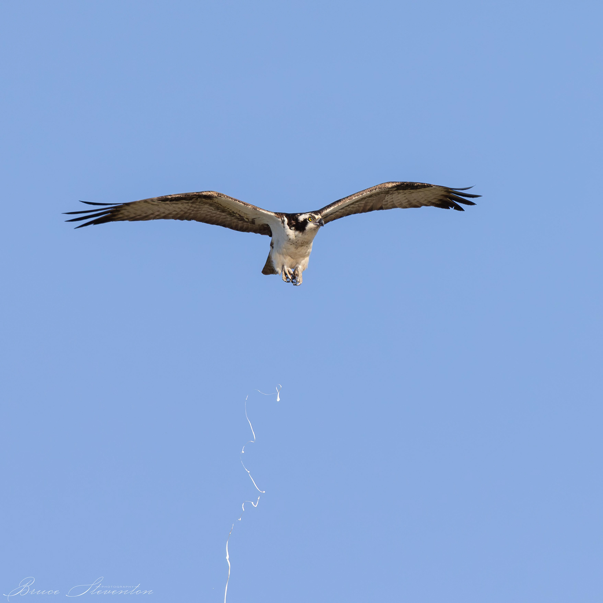Osprey