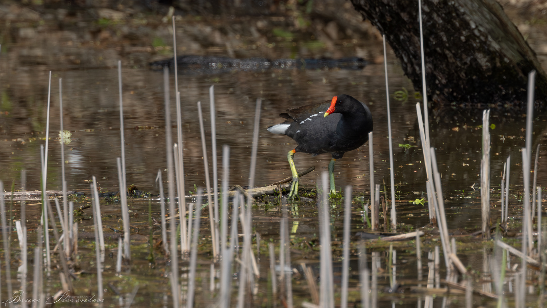 Common Gallinule