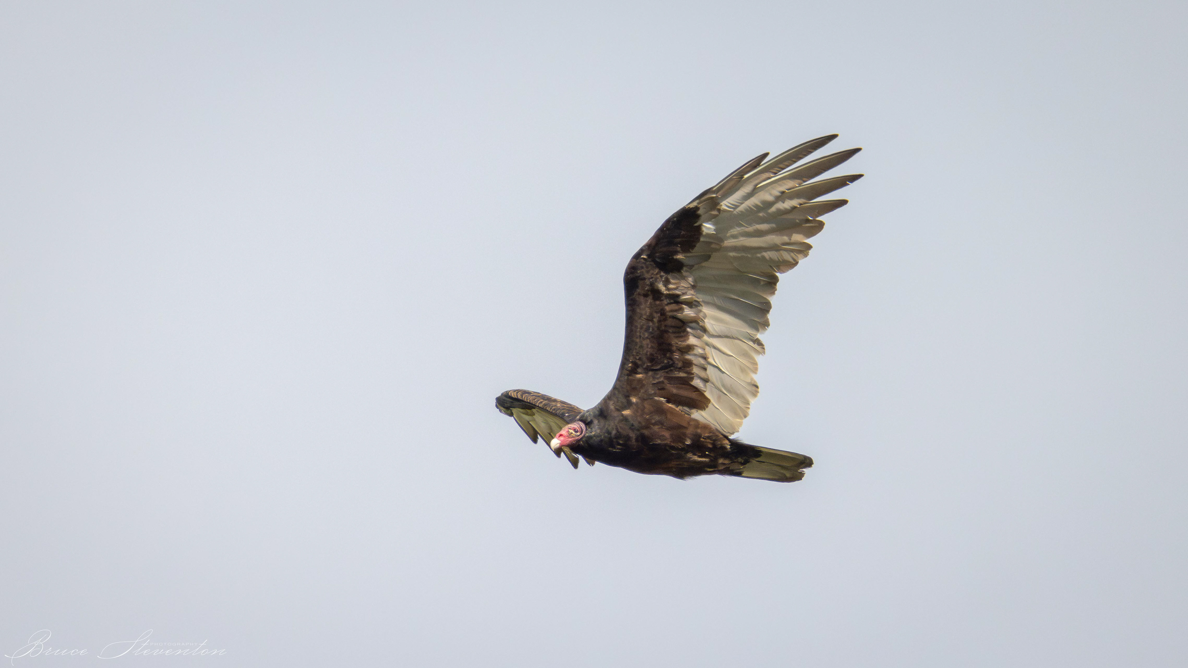 Turkey Vulture