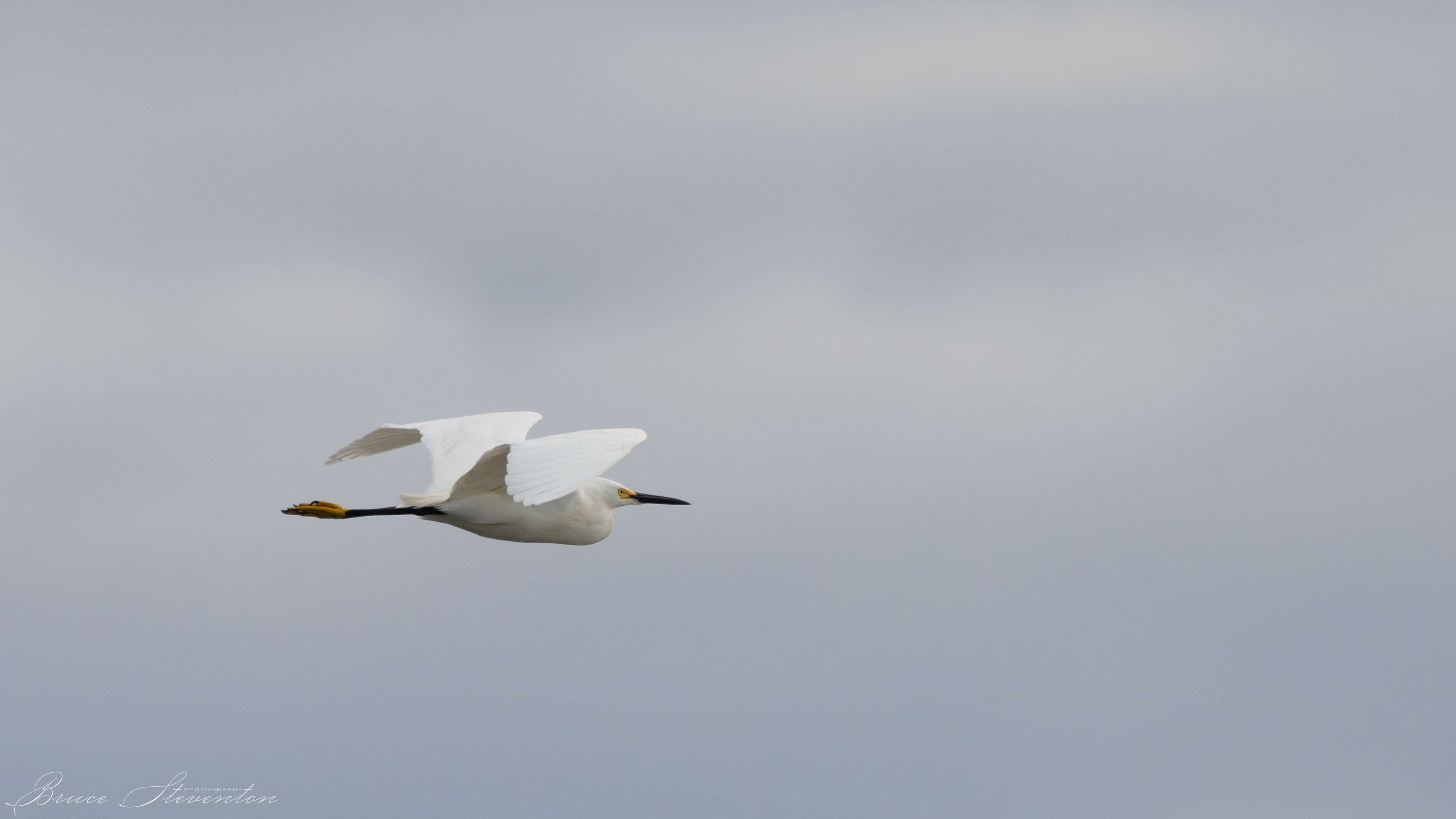 Snowy Egret