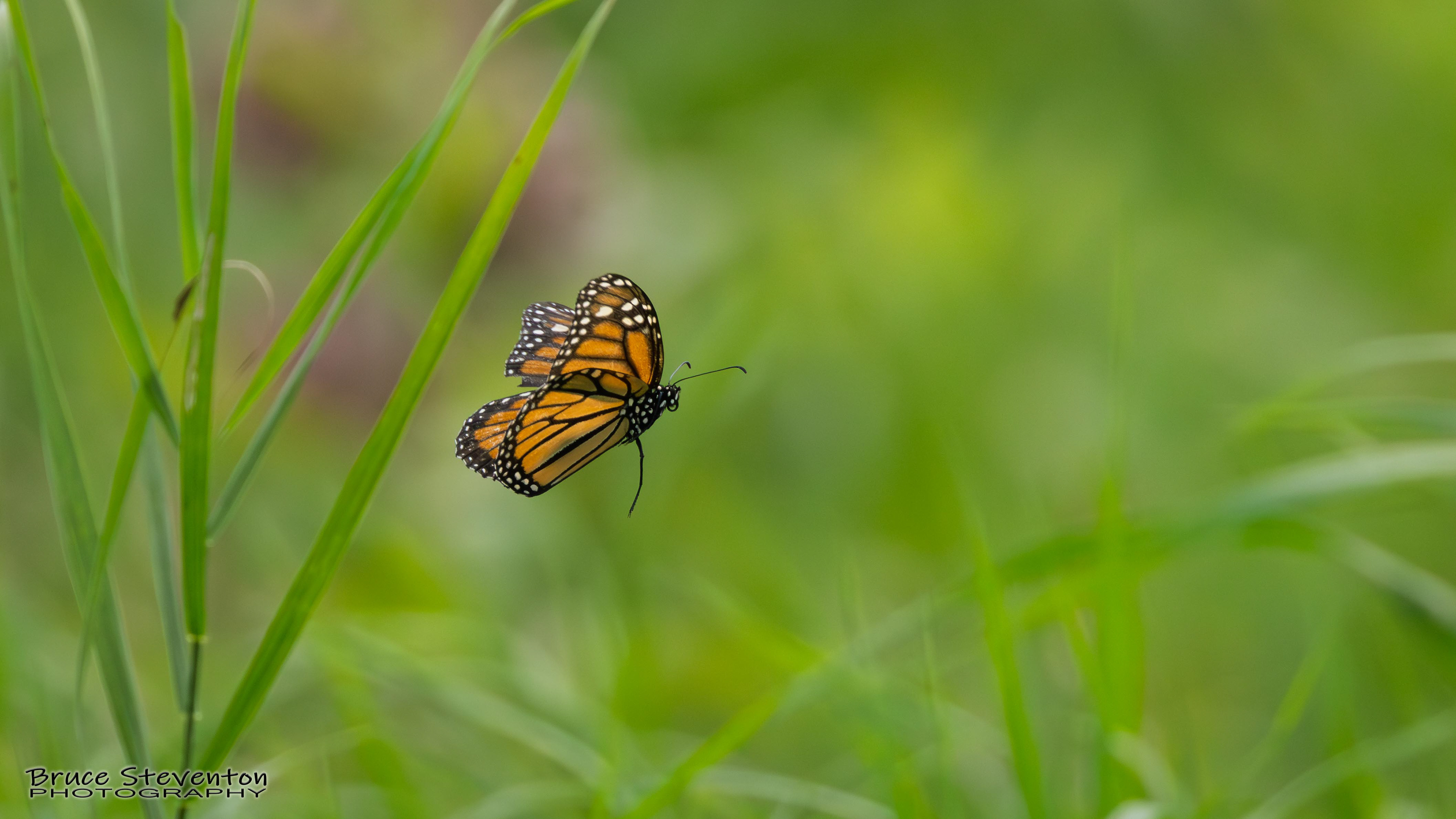 Monarch Butterfly