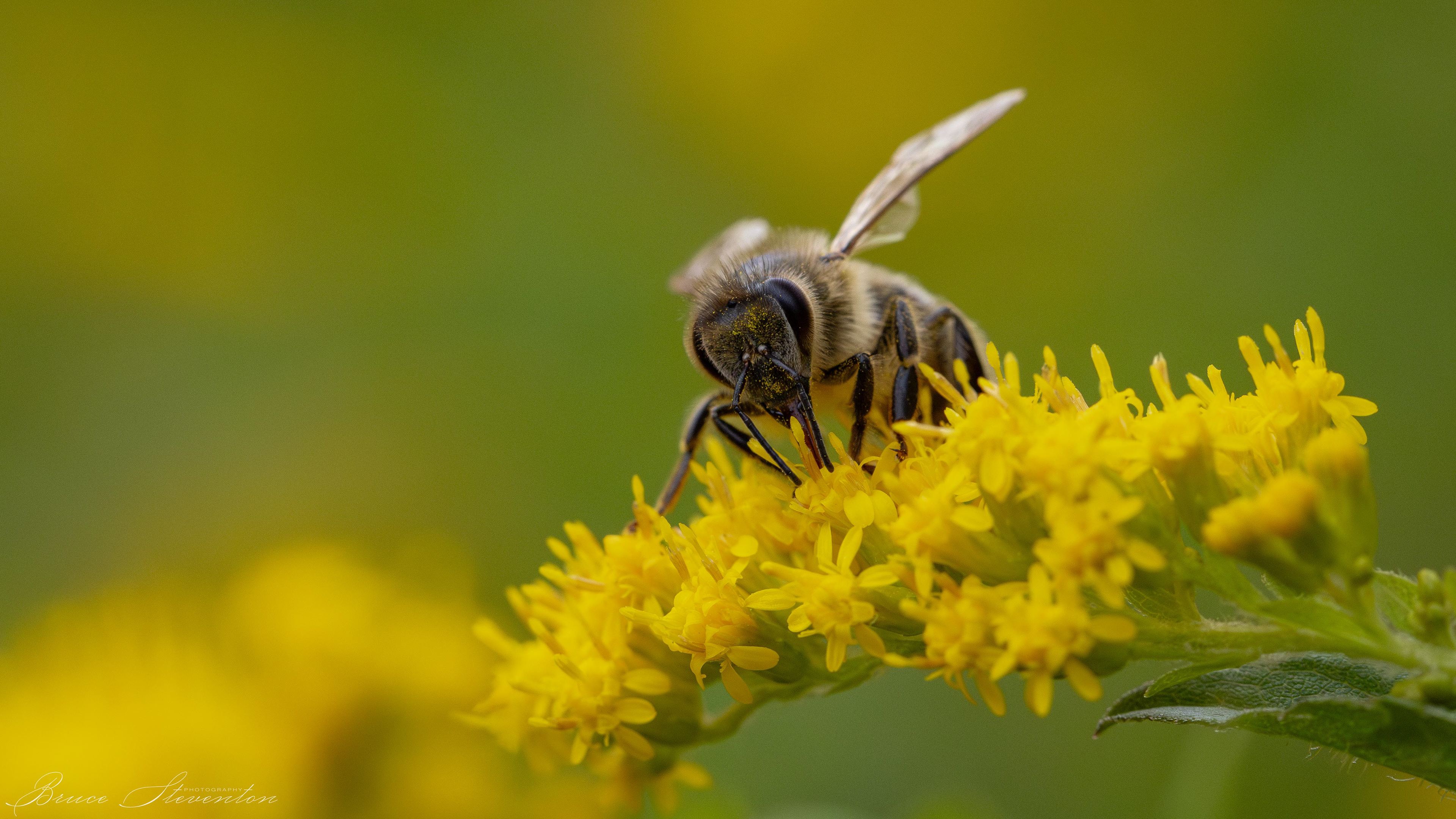 Honey bee on Goldenrod