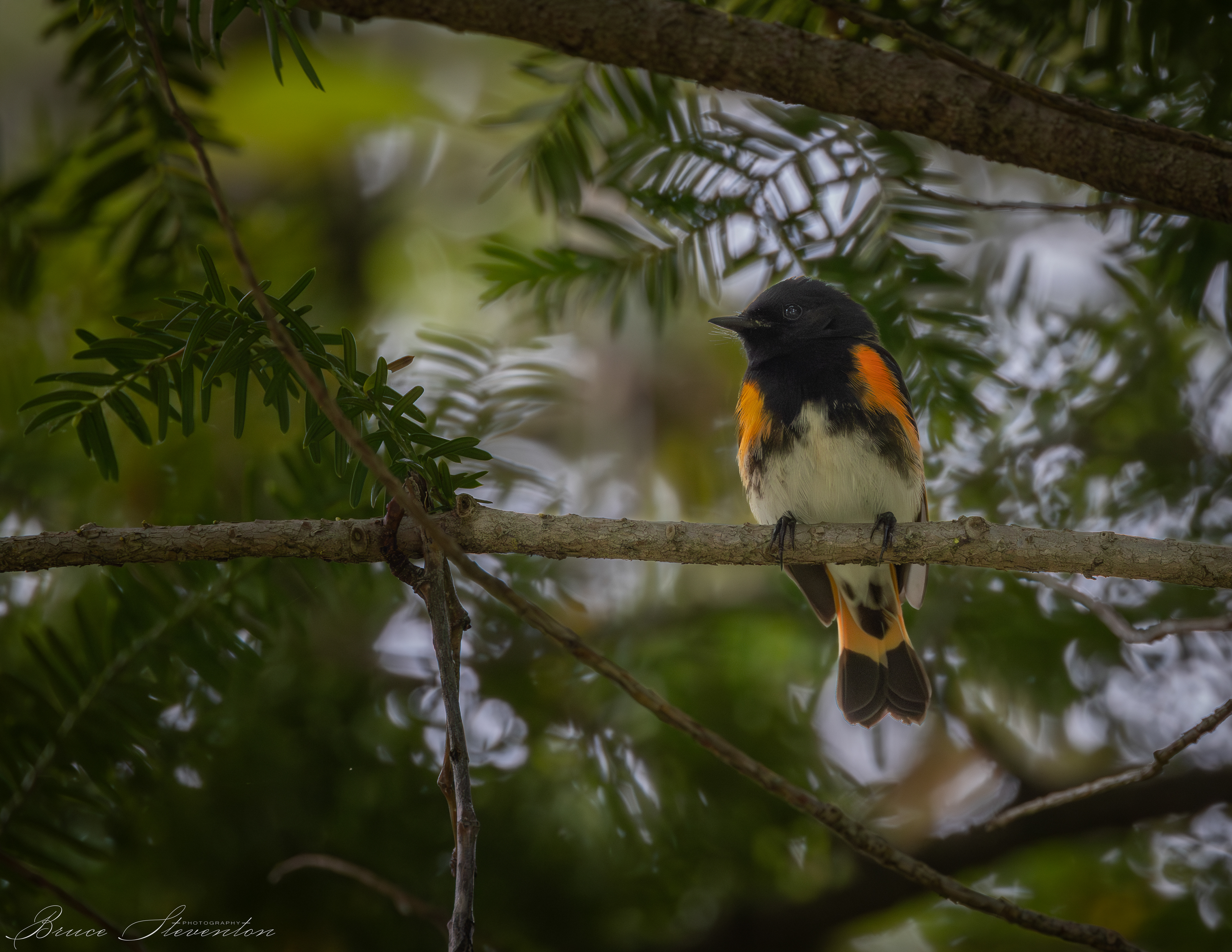 Redstart