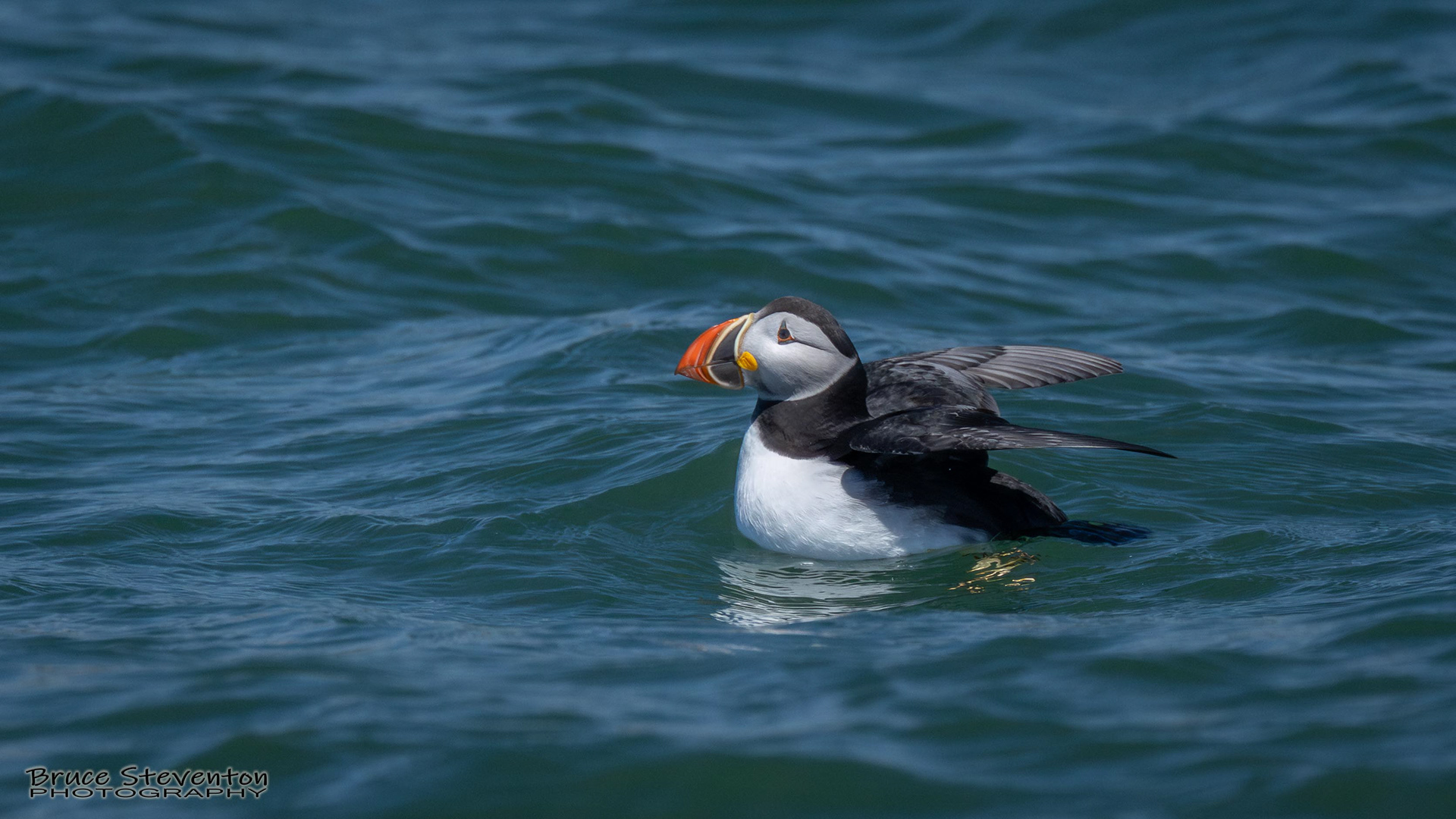 Atlantic Puffin