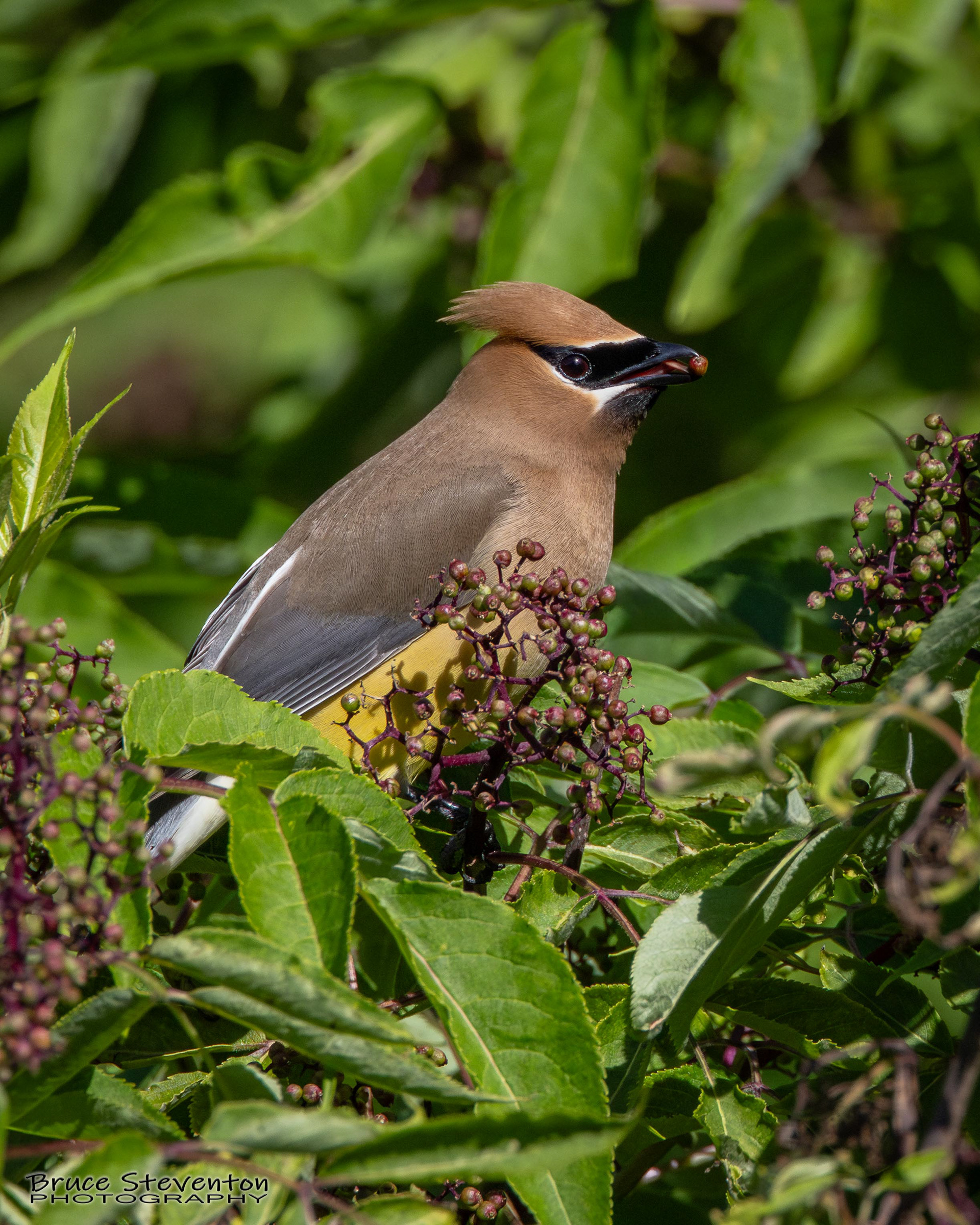 Cedar Waxwing