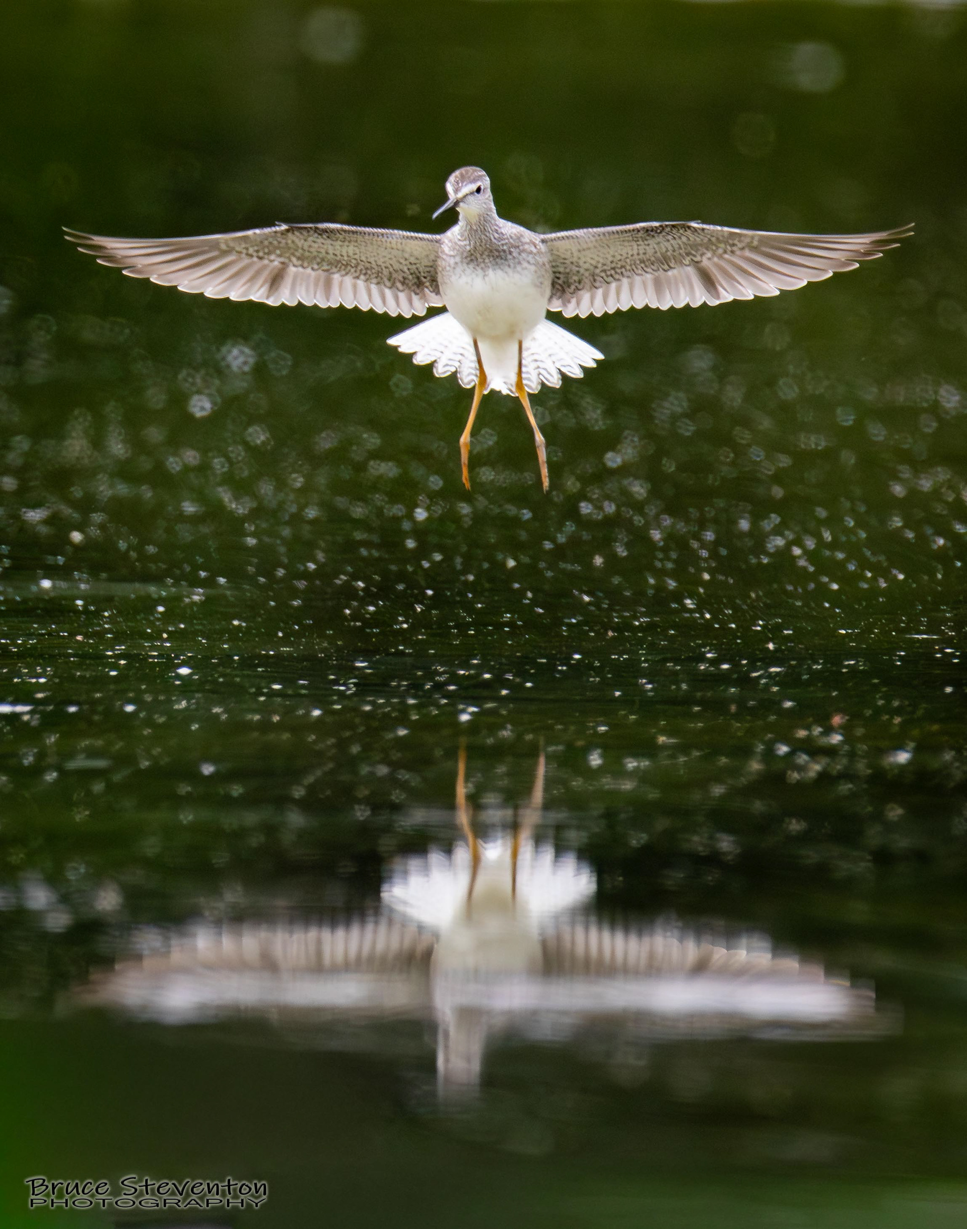 Yellowlegs