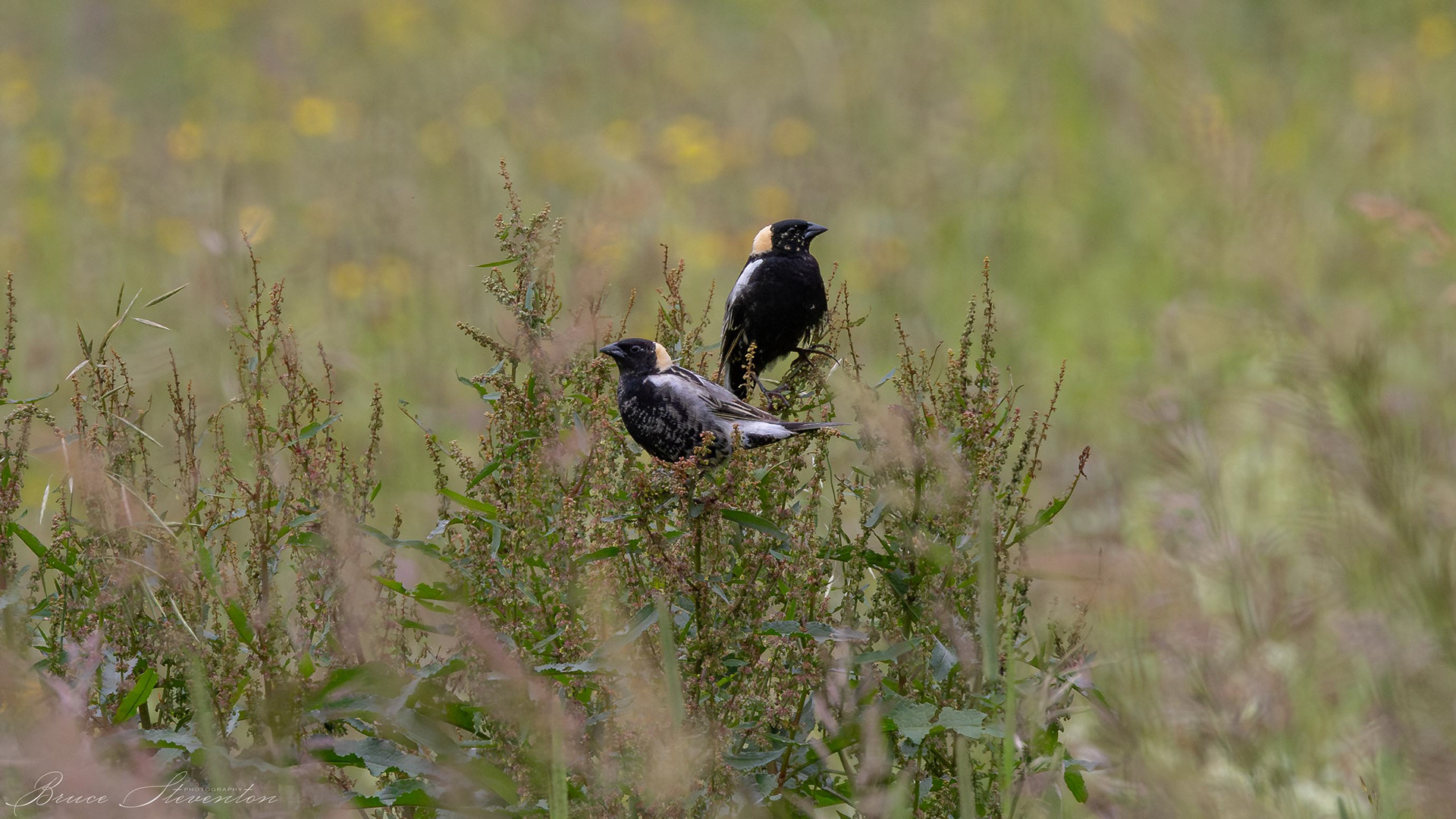 Bobolink