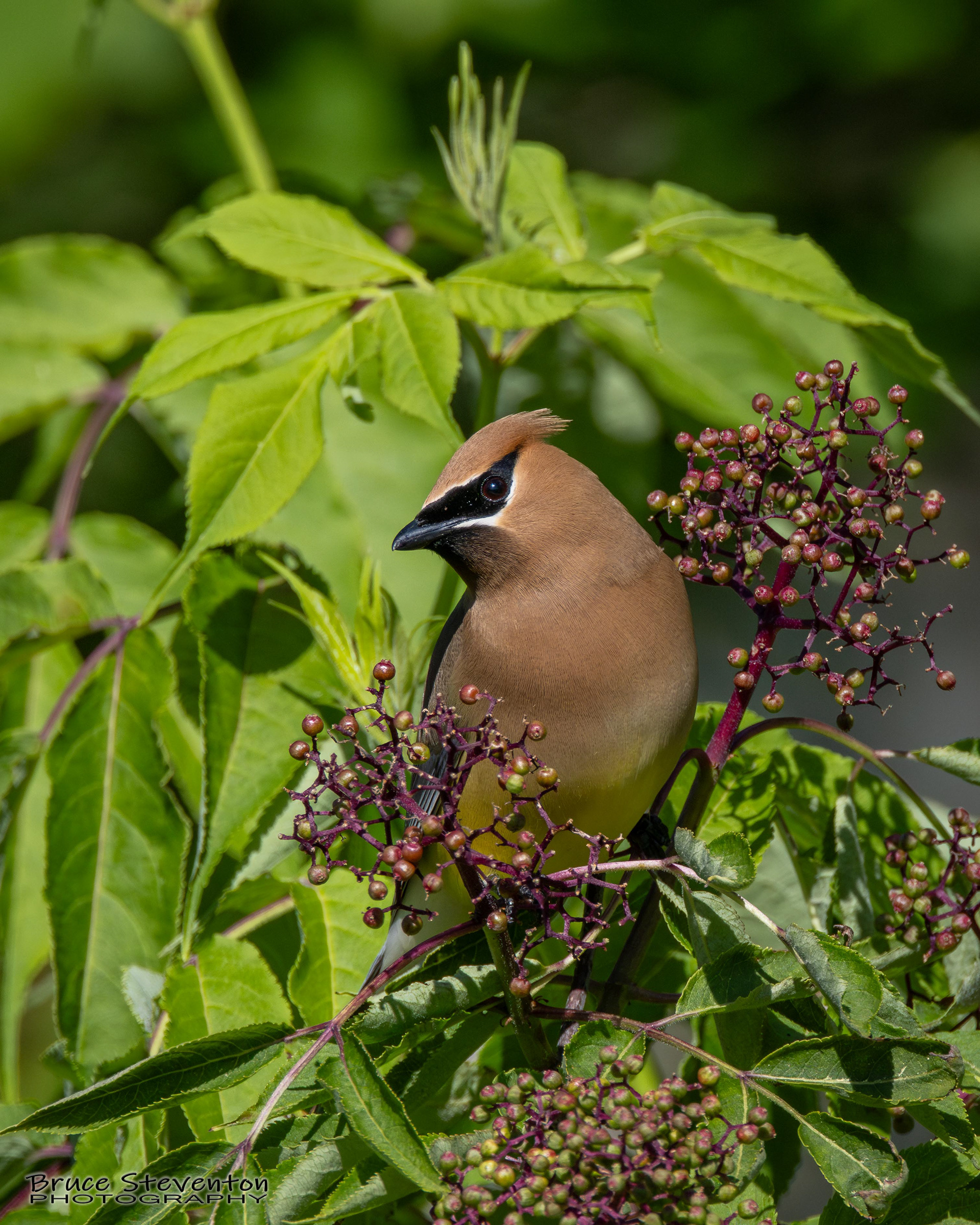 Cedar Waxwing