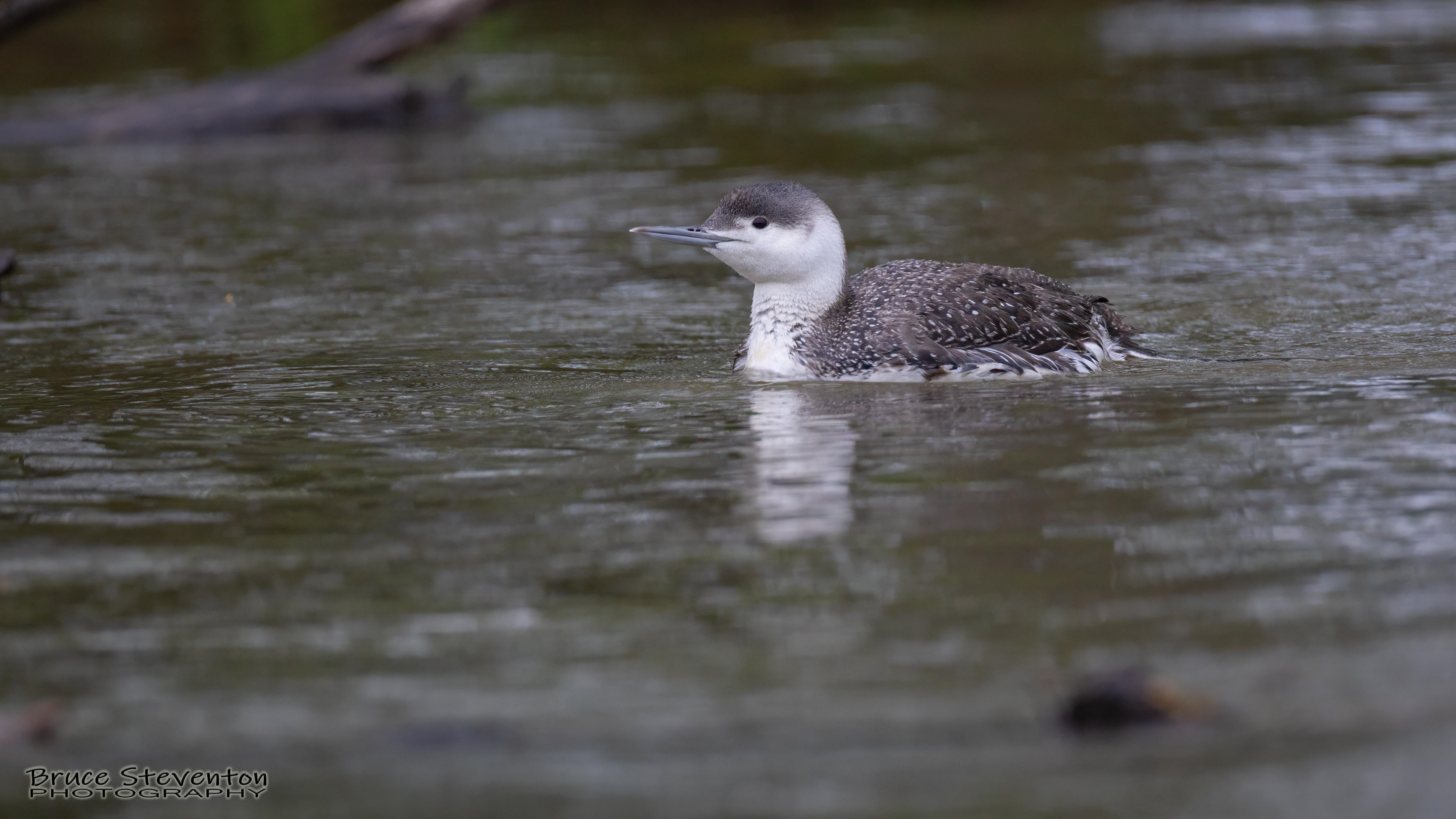 Red-throated Loon - Addison, VT